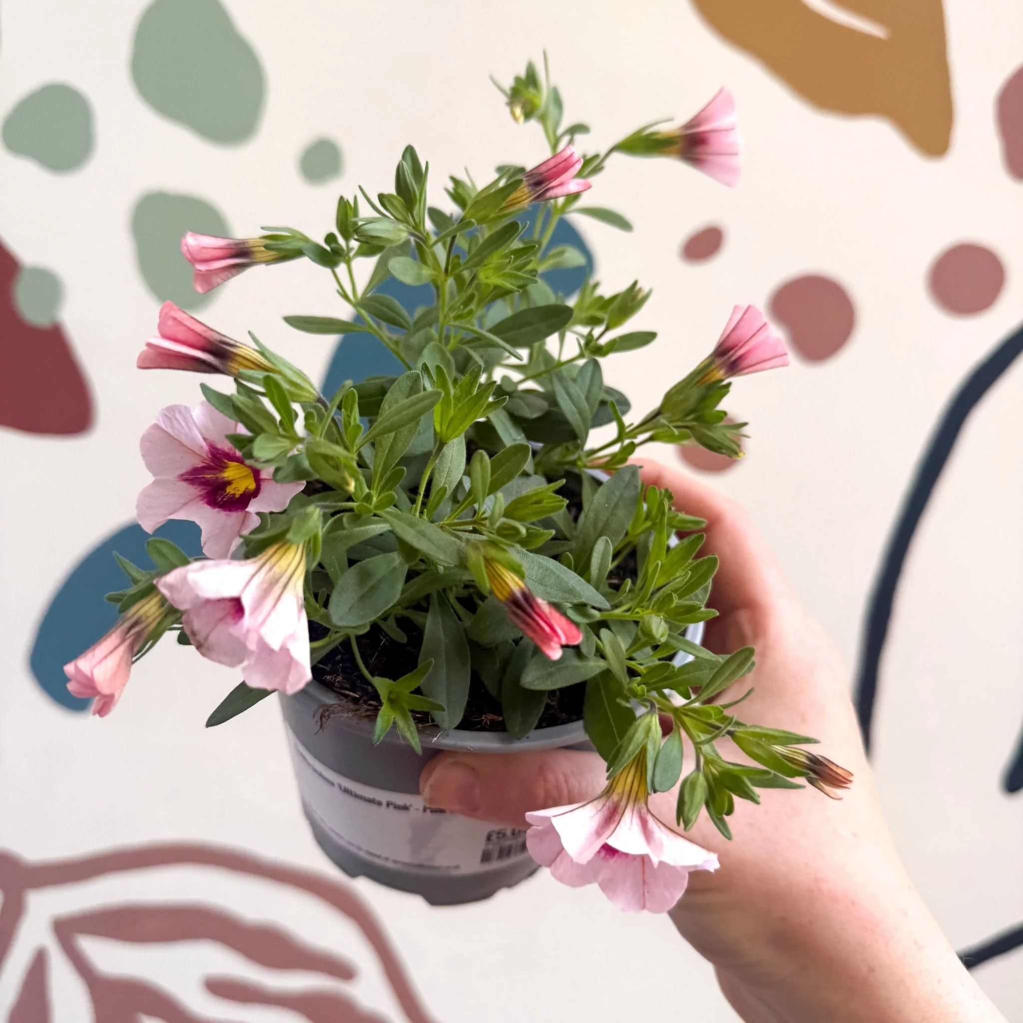Calibrachoa 'Ultimate Pink' - Pink Million Bells - Image 2