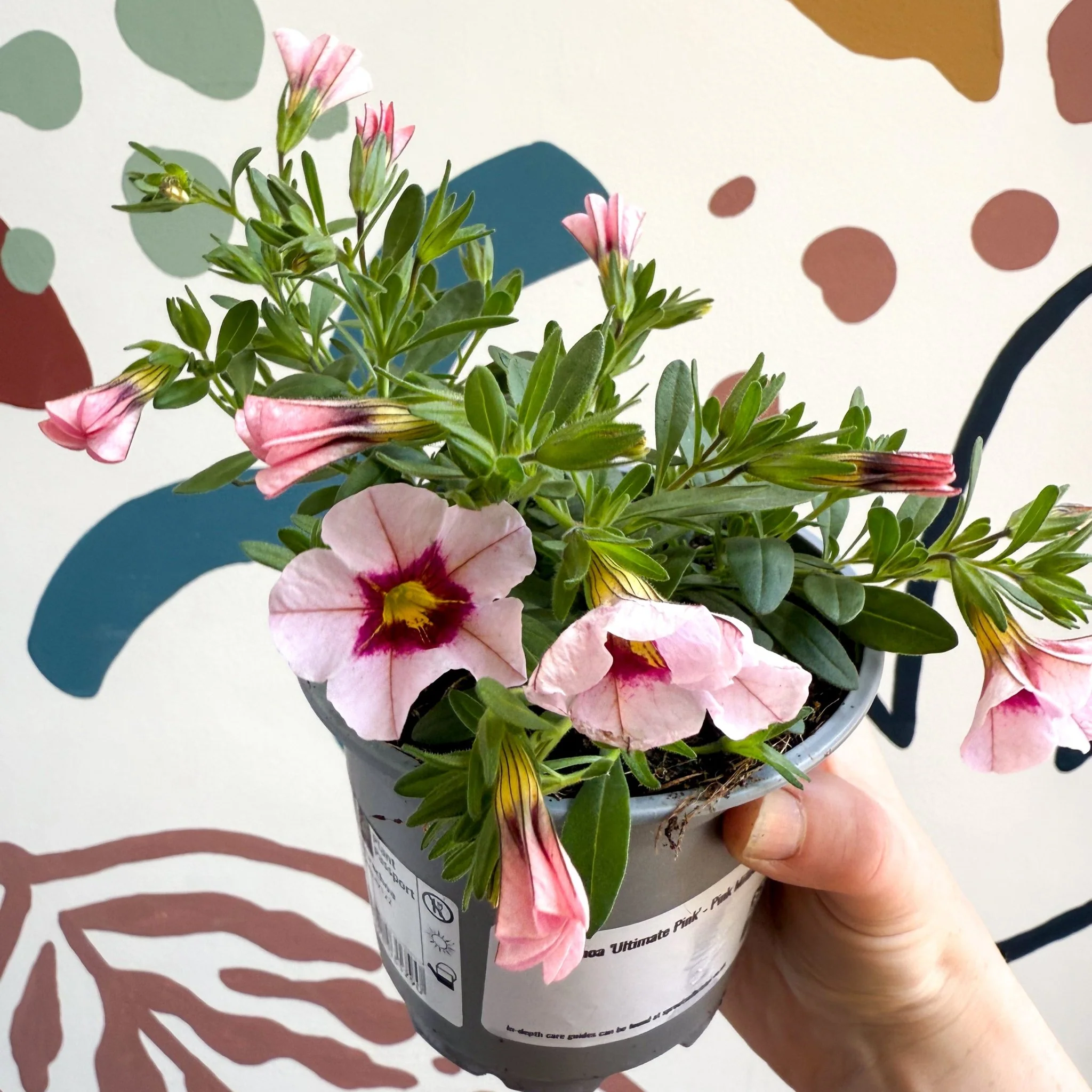 Calibrachoa 'Ultimate Pink' - Pink Million Bells - Image 9
