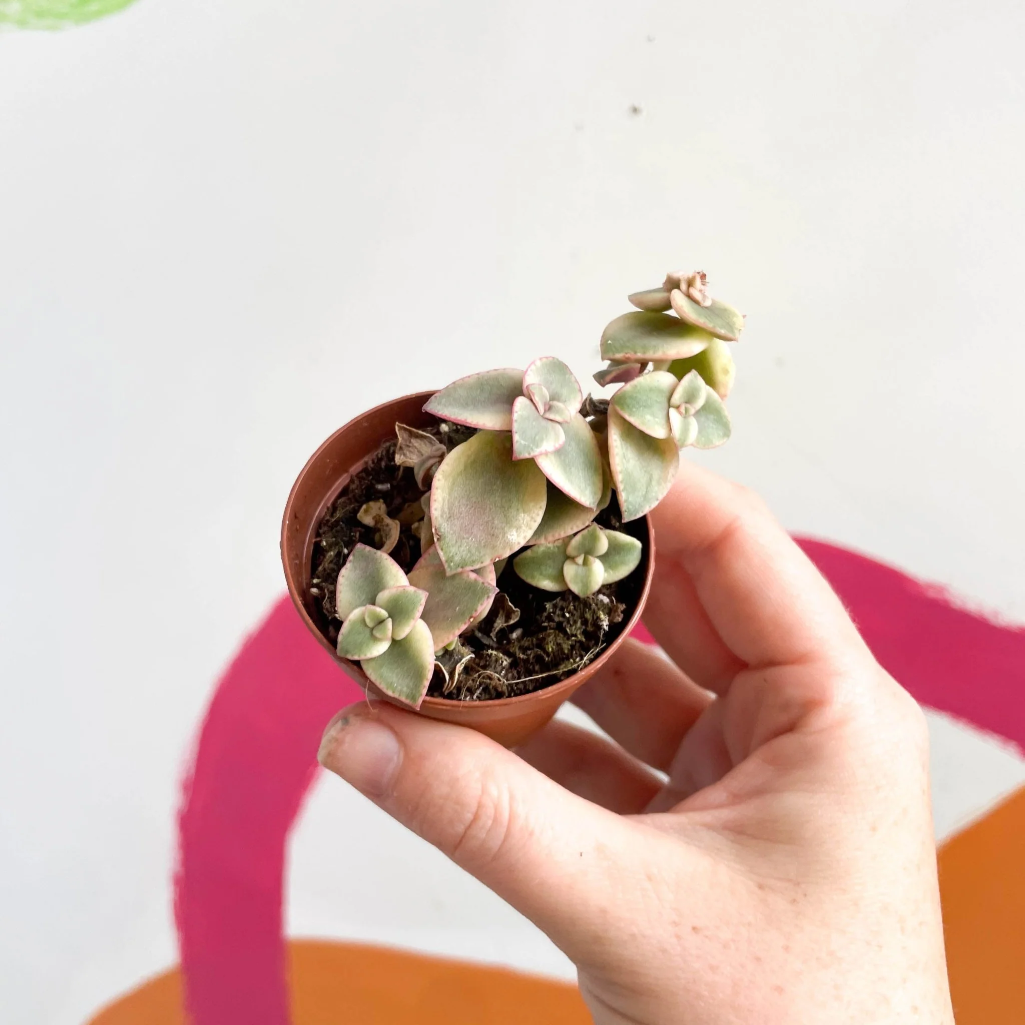Crassula marginalis - Calico Kitten - Image 5