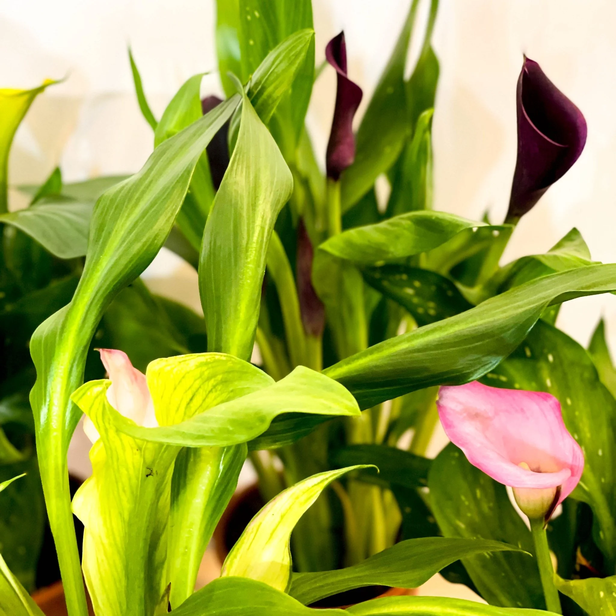 Calla Lily - Zantedeschia - Image 2