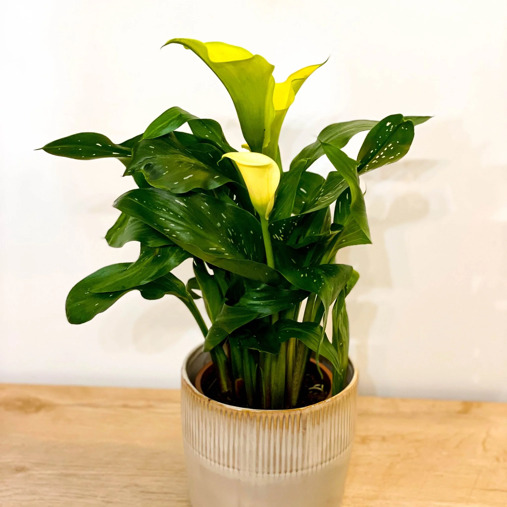 Calla Lily - Zantedeschia - Image 8