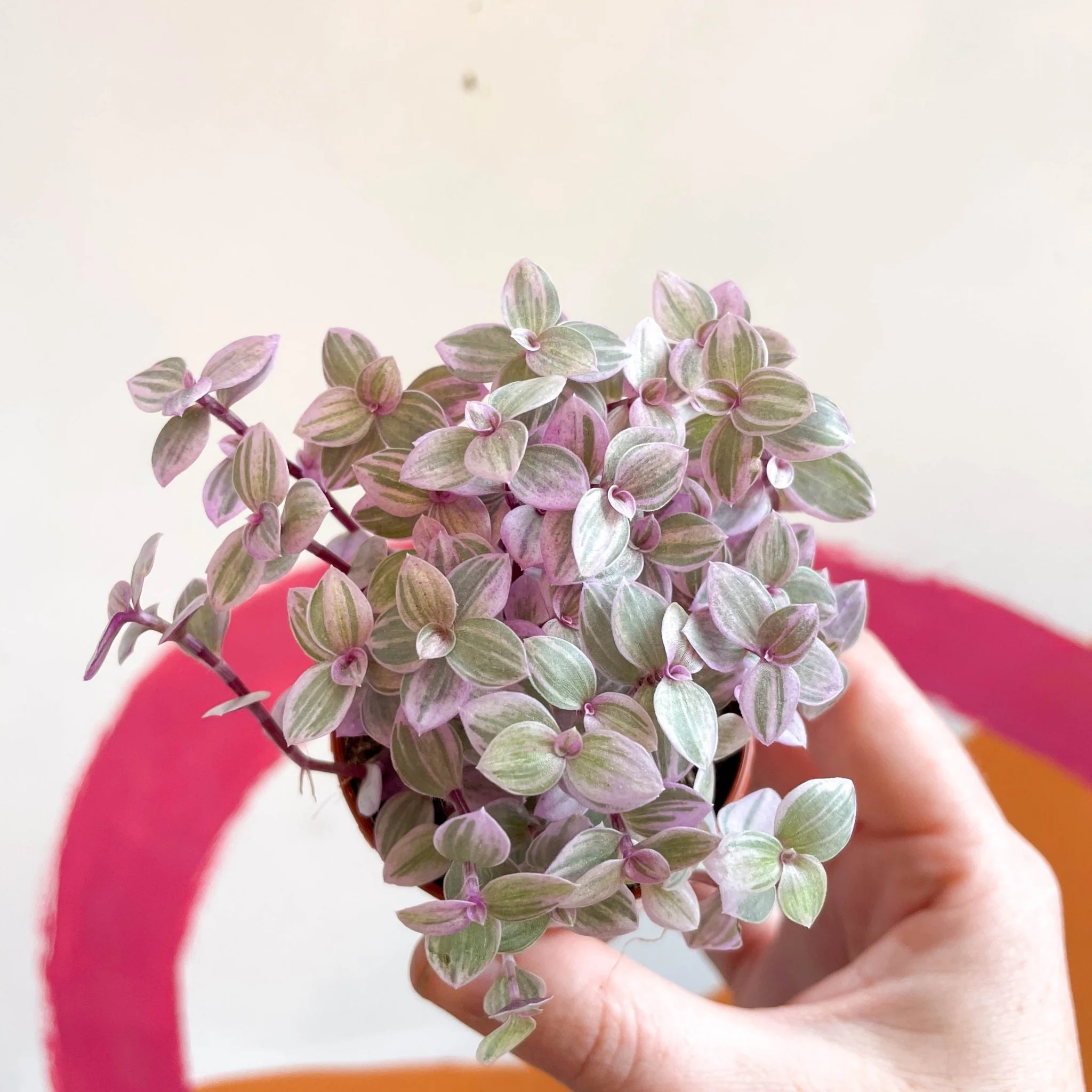 Callisia rosata - Turtle Vine / Creeping Inch Plant - Image 5