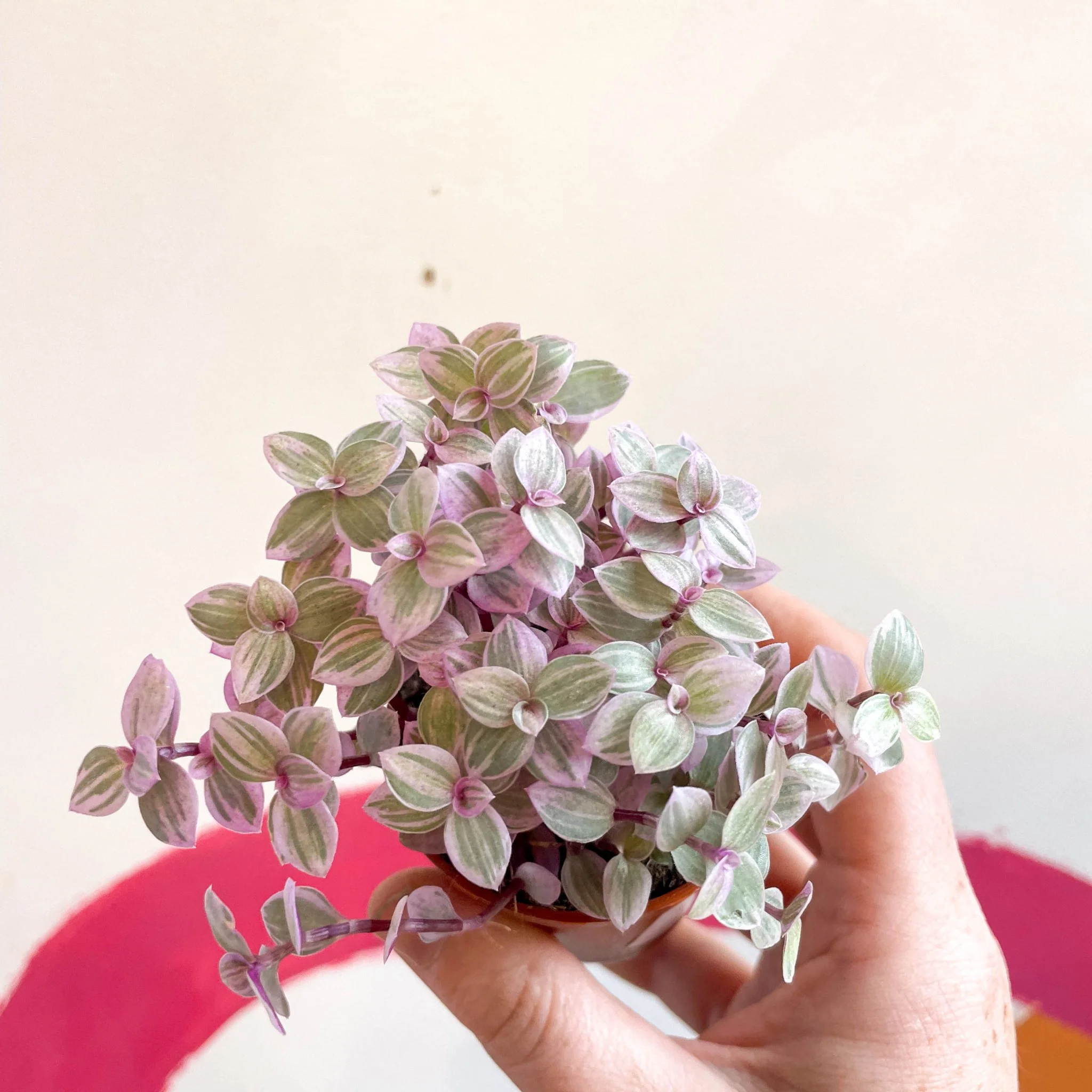 Callisia rosata - Turtle Vine / Creeping Inch Plant - Image 8