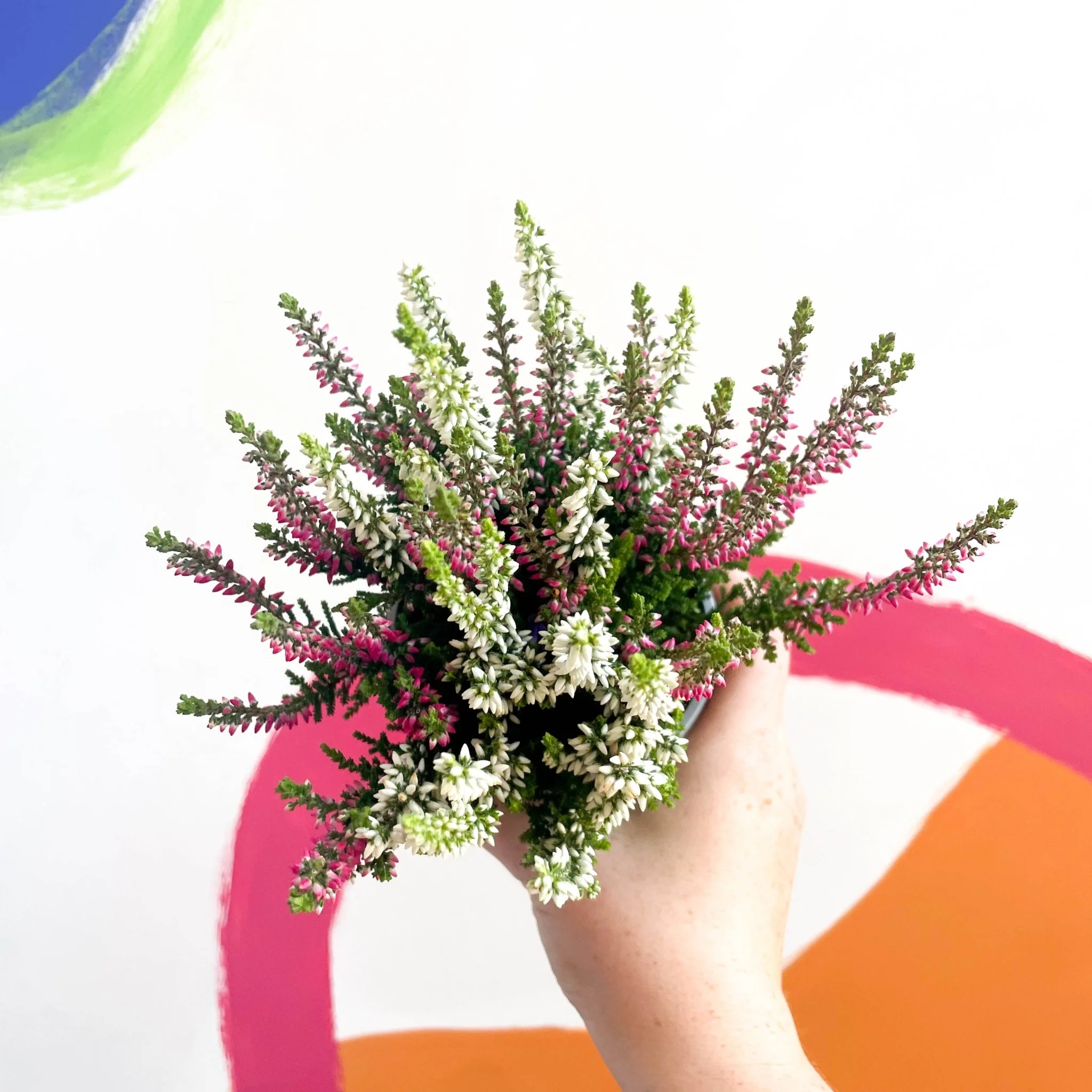 Calluna vulgaris ‘Beauty Ladies® Trio Girl’ - Mixed Heather
