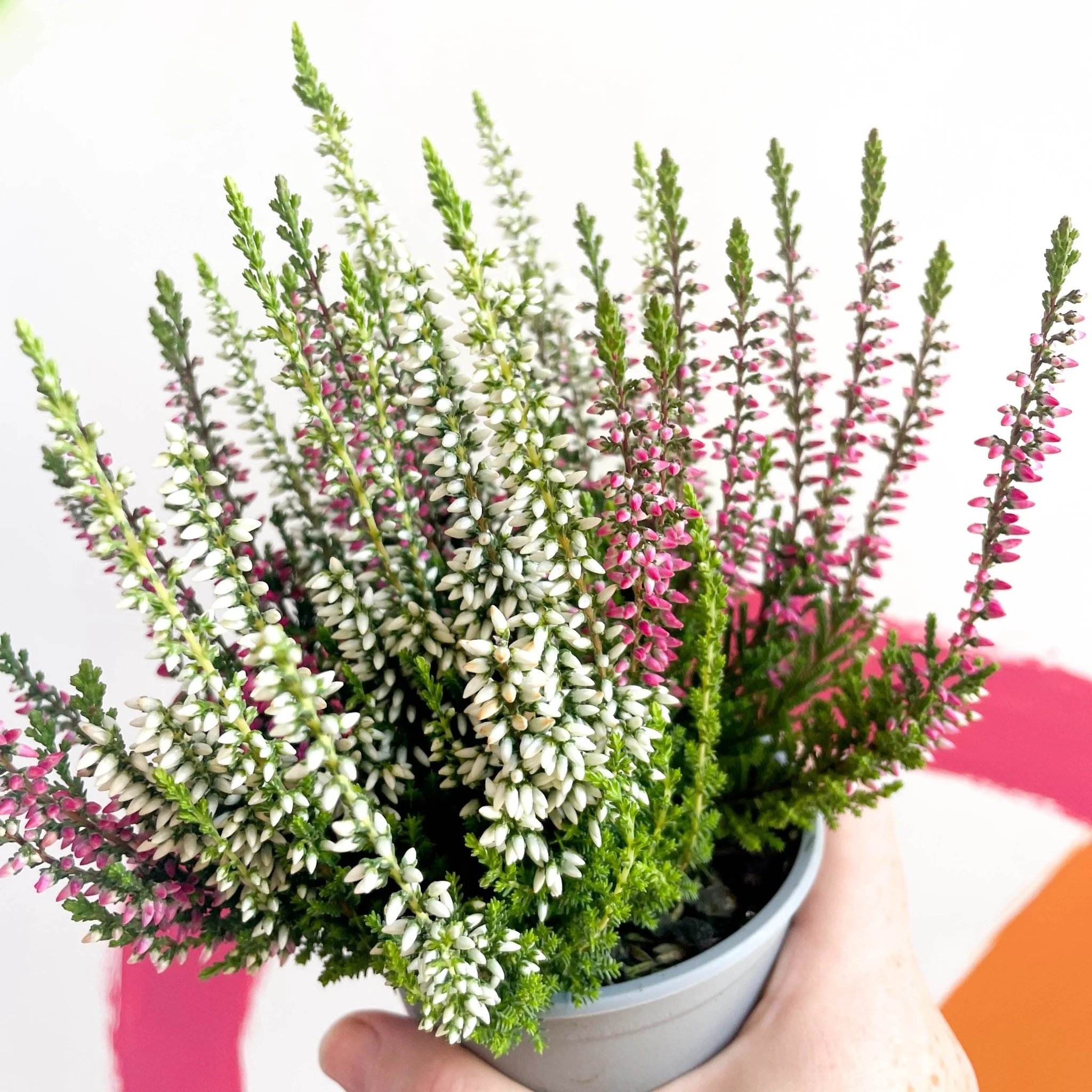 Calluna vulgaris ‘Beauty Ladies® Trio Girl’ - Mixed Heather - Image 10