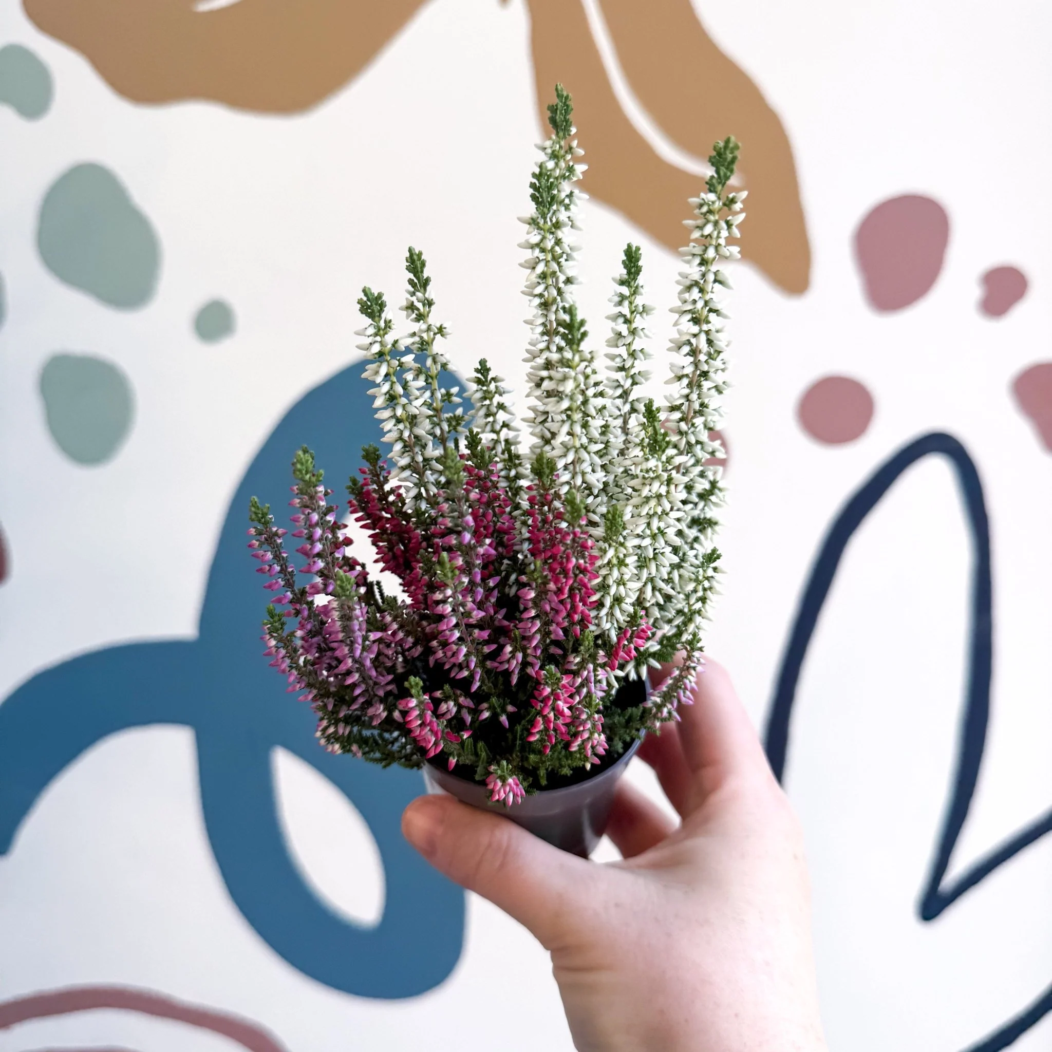 Calluna vulgaris ‘Beauty Ladies® Trio Girl’ - Mixed Heather - Image 11