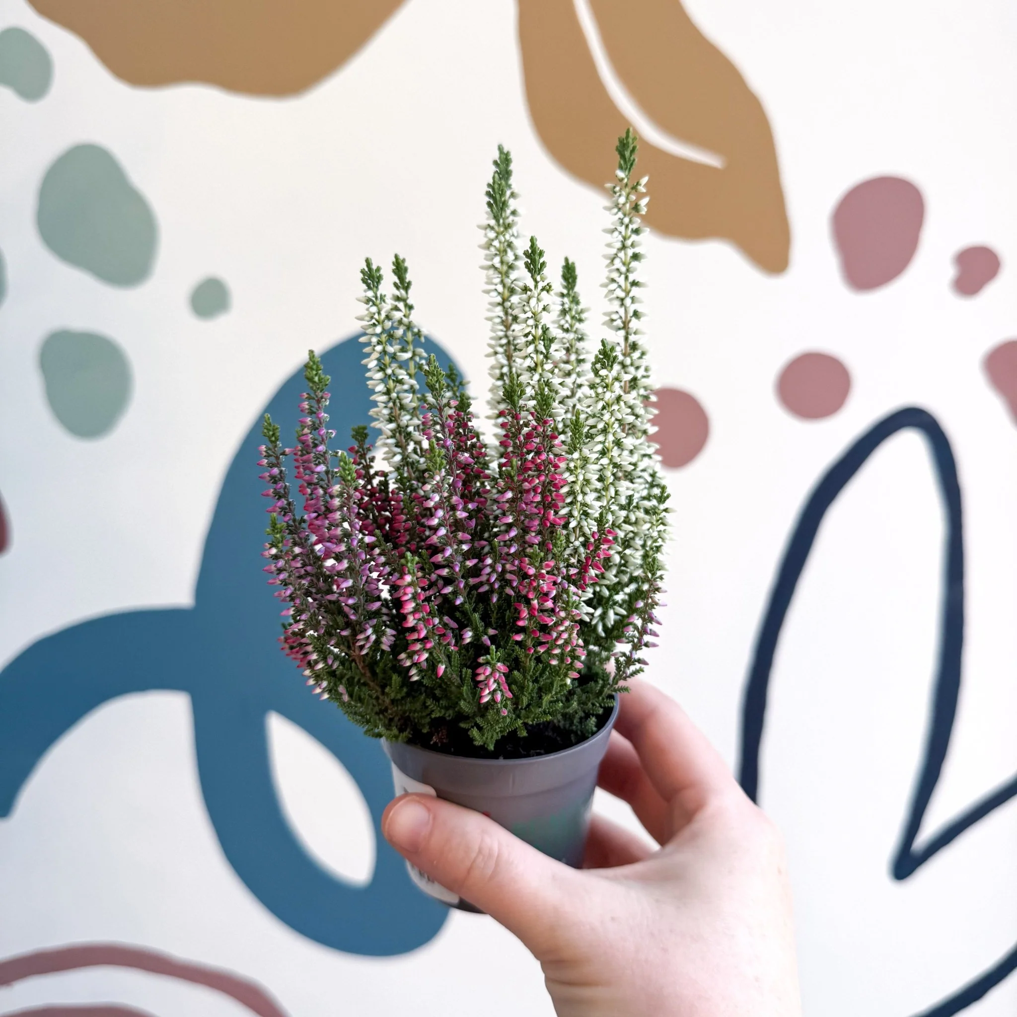 Calluna vulgaris ‘Beauty Ladies® Trio Girl’ - Mixed Heather - Image 12
