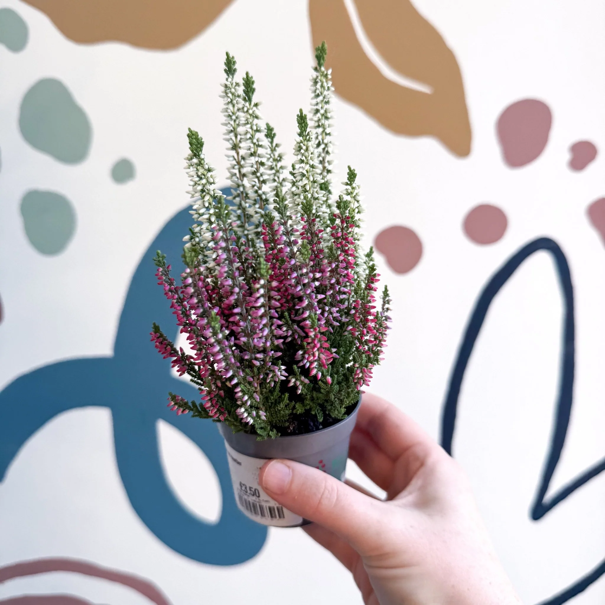 Calluna vulgaris ‘Beauty Ladies® Trio Girl’ - Mixed Heather - Image 13