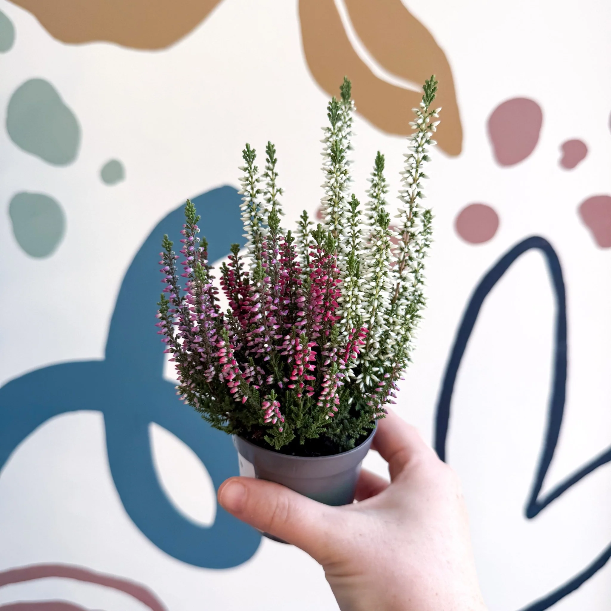 Calluna vulgaris ‘Beauty Ladies® Trio Girl’ - Mixed Heather - Image 14