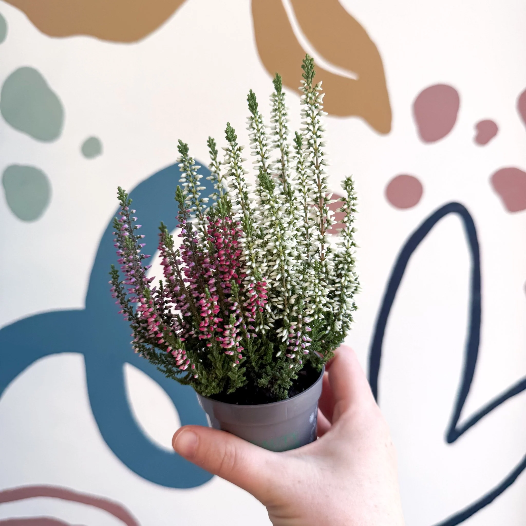 Calluna vulgaris ‘Beauty Ladies® Trio Girl’ - Mixed Heather - Image 15