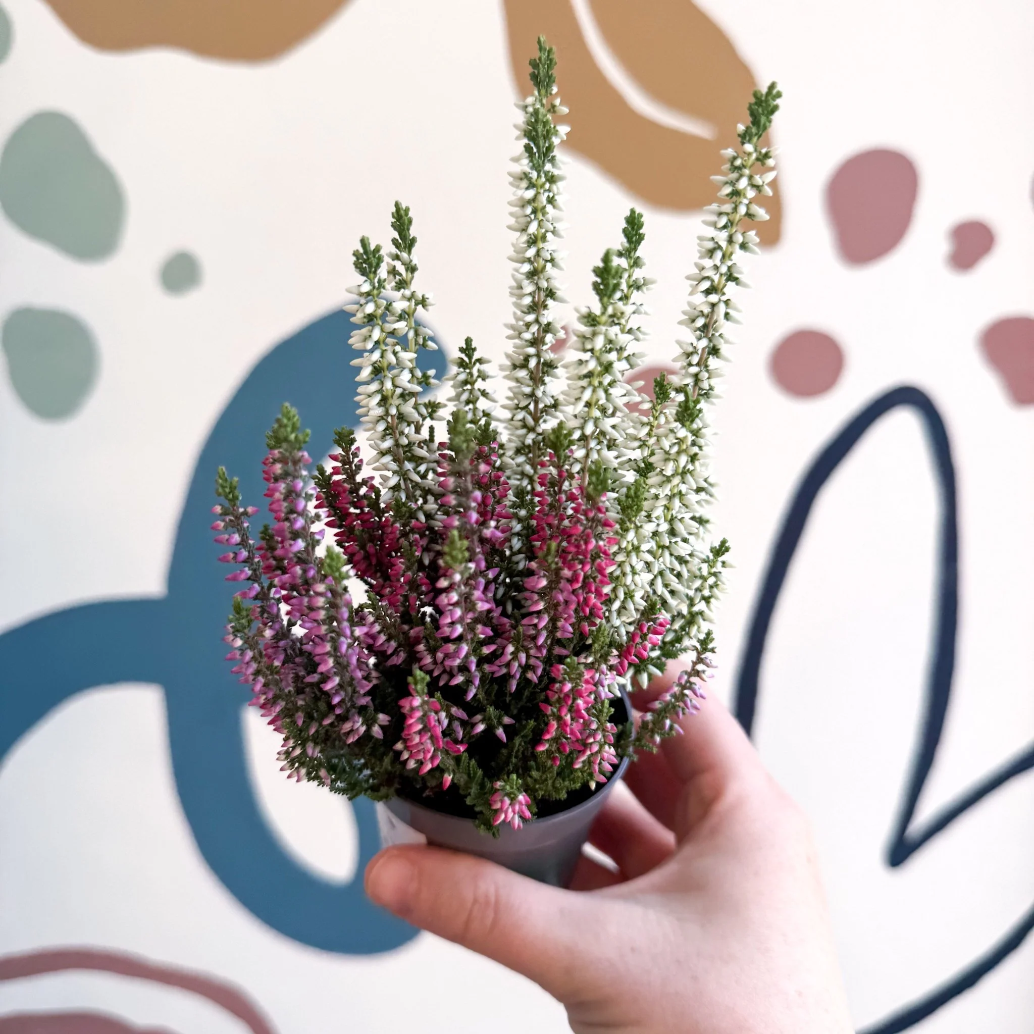 Calluna vulgaris ‘Beauty Ladies® Trio Girl’ - Mixed Heather - Image 16