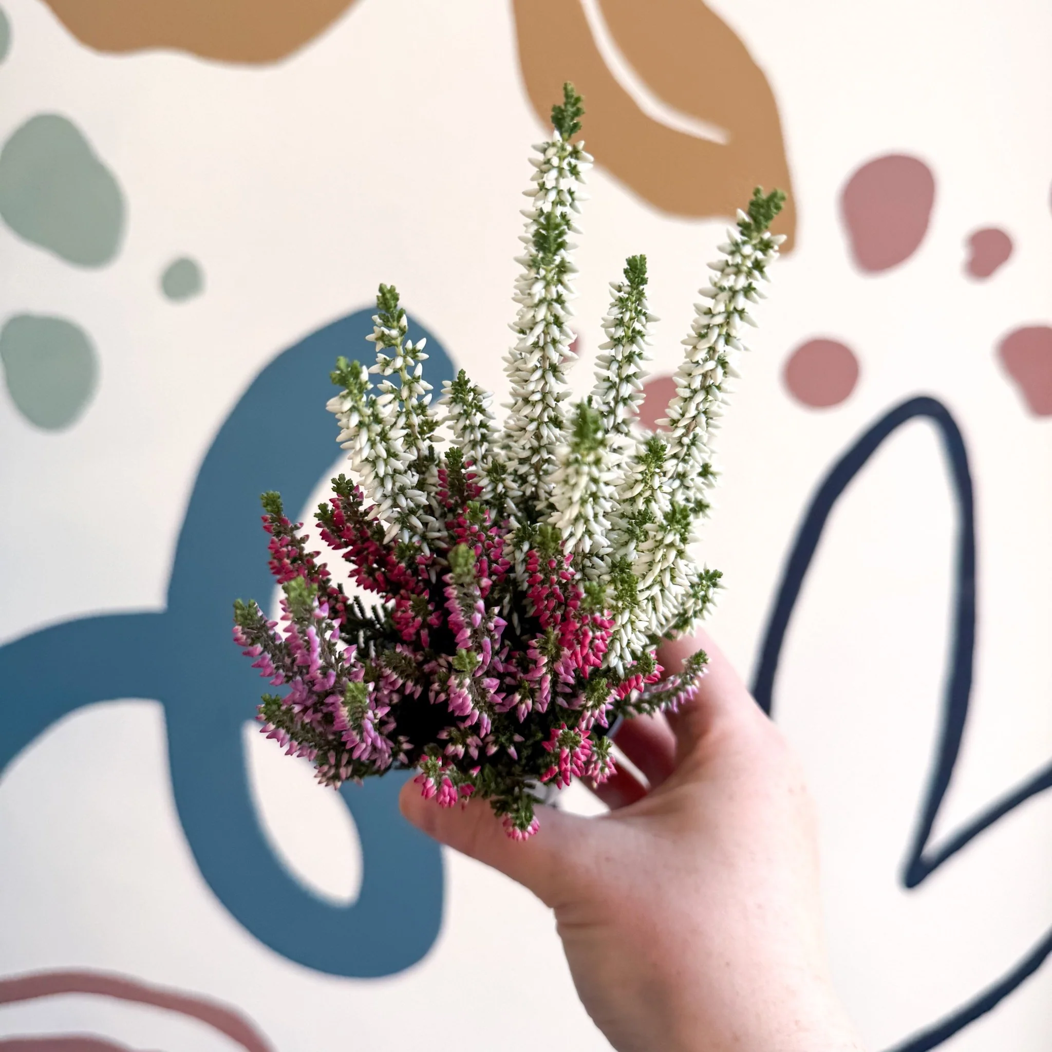 Calluna vulgaris ‘Beauty Ladies® Trio Girl’ - Mixed Heather - Image 17