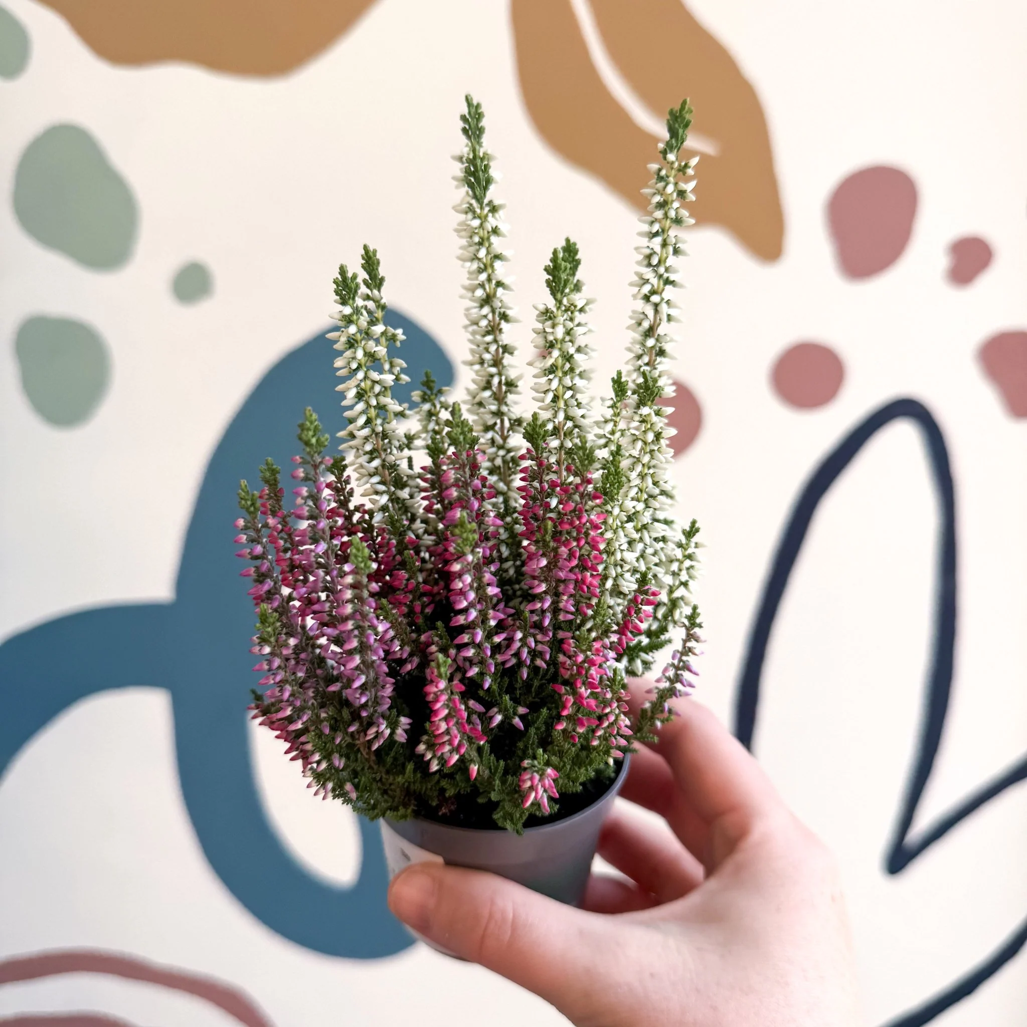 Calluna vulgaris ‘Beauty Ladies® Trio Girl’ - Mixed Heather - Image 18