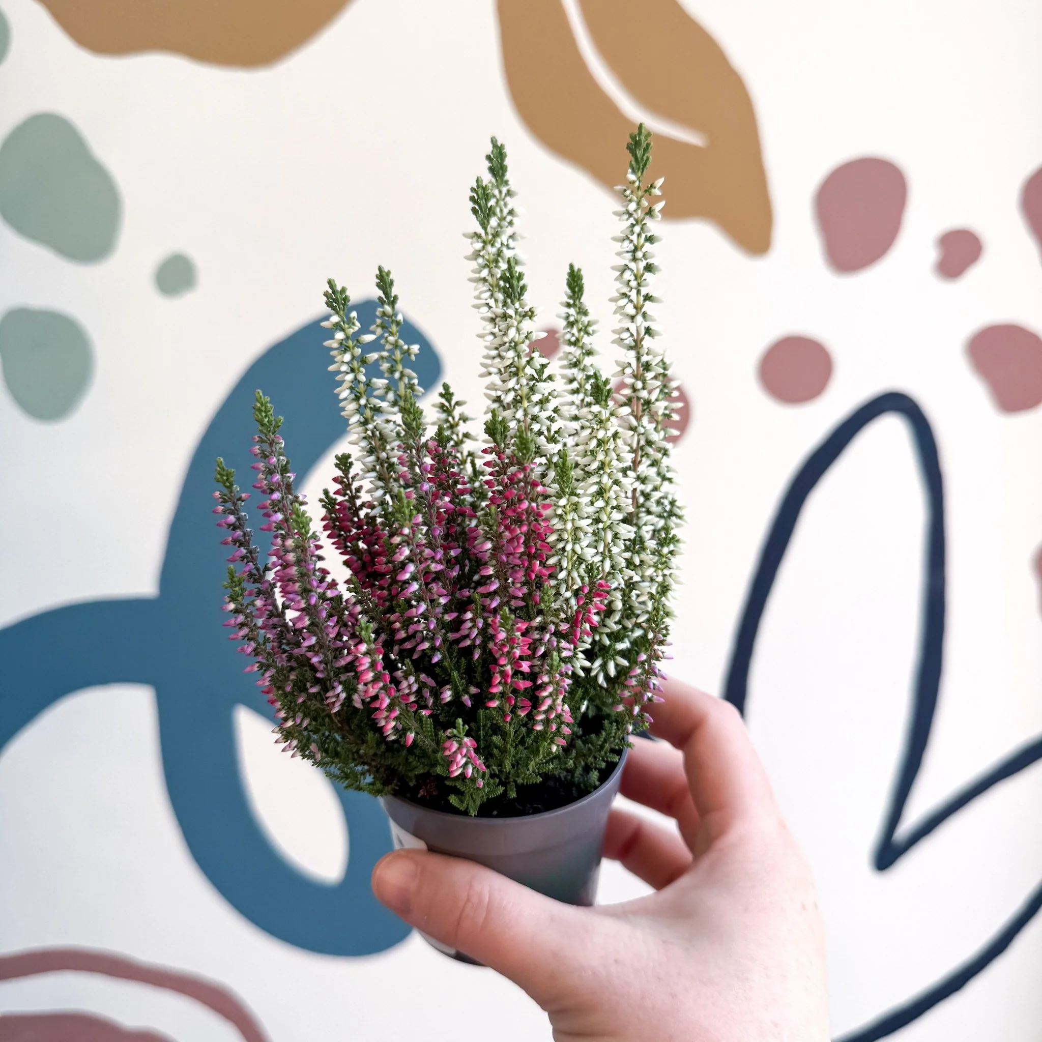 Calluna vulgaris ‘Beauty Ladies® Trio Girl’ - Mixed Heather - Image 19