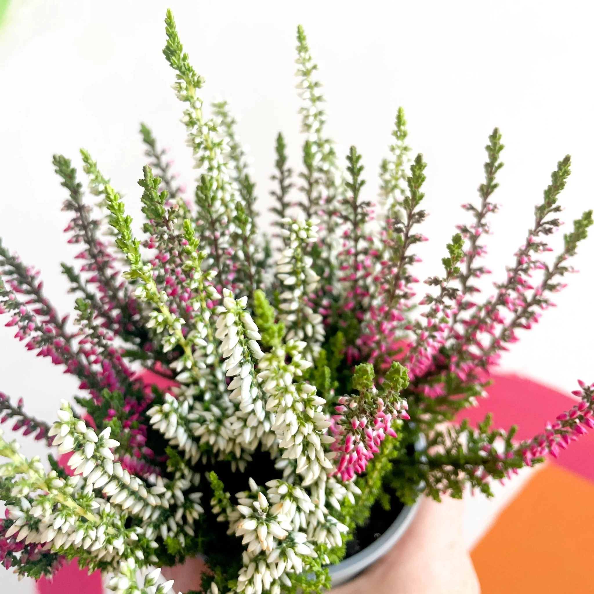 Calluna vulgaris ‘Beauty Ladies® Trio Girl’ - Mixed Heather - Image 2