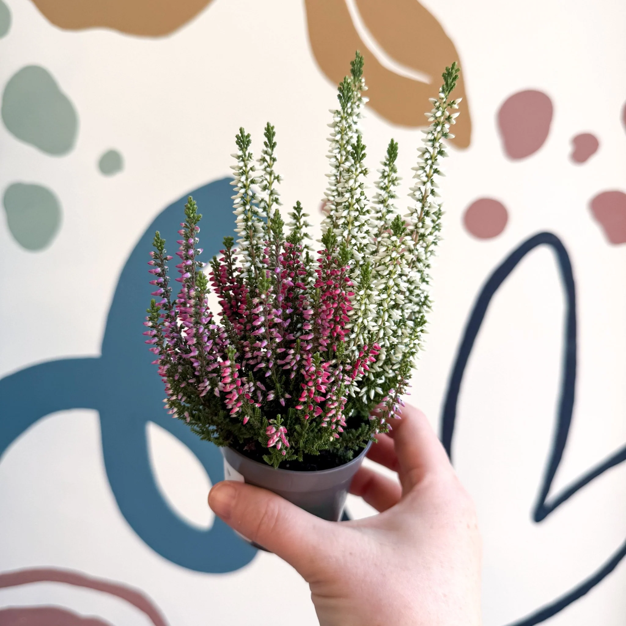 Calluna vulgaris ‘Beauty Ladies® Trio Girl’ - Mixed Heather - Image 20