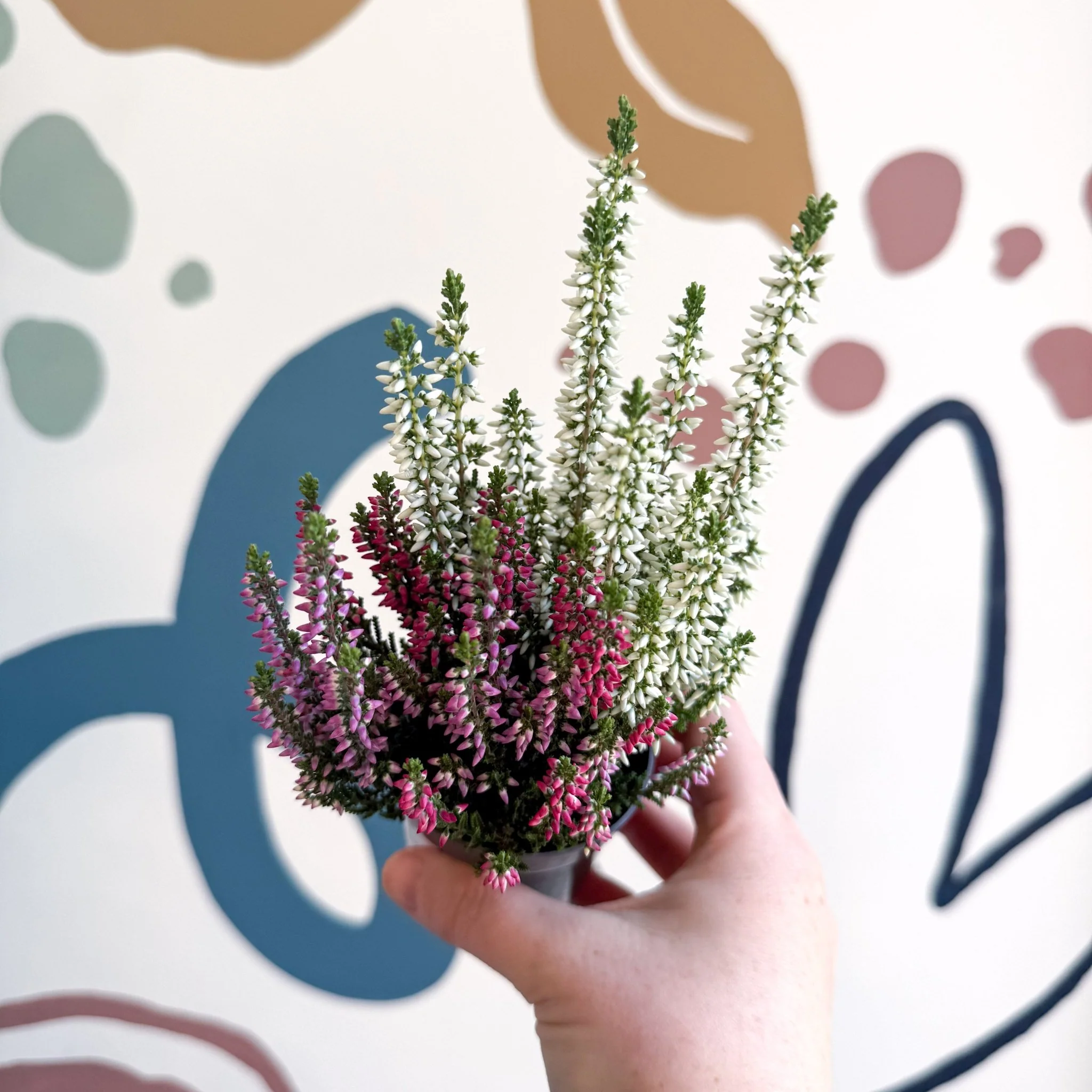 Calluna vulgaris ‘Beauty Ladies® Trio Girl’ - Mixed Heather - Image 21