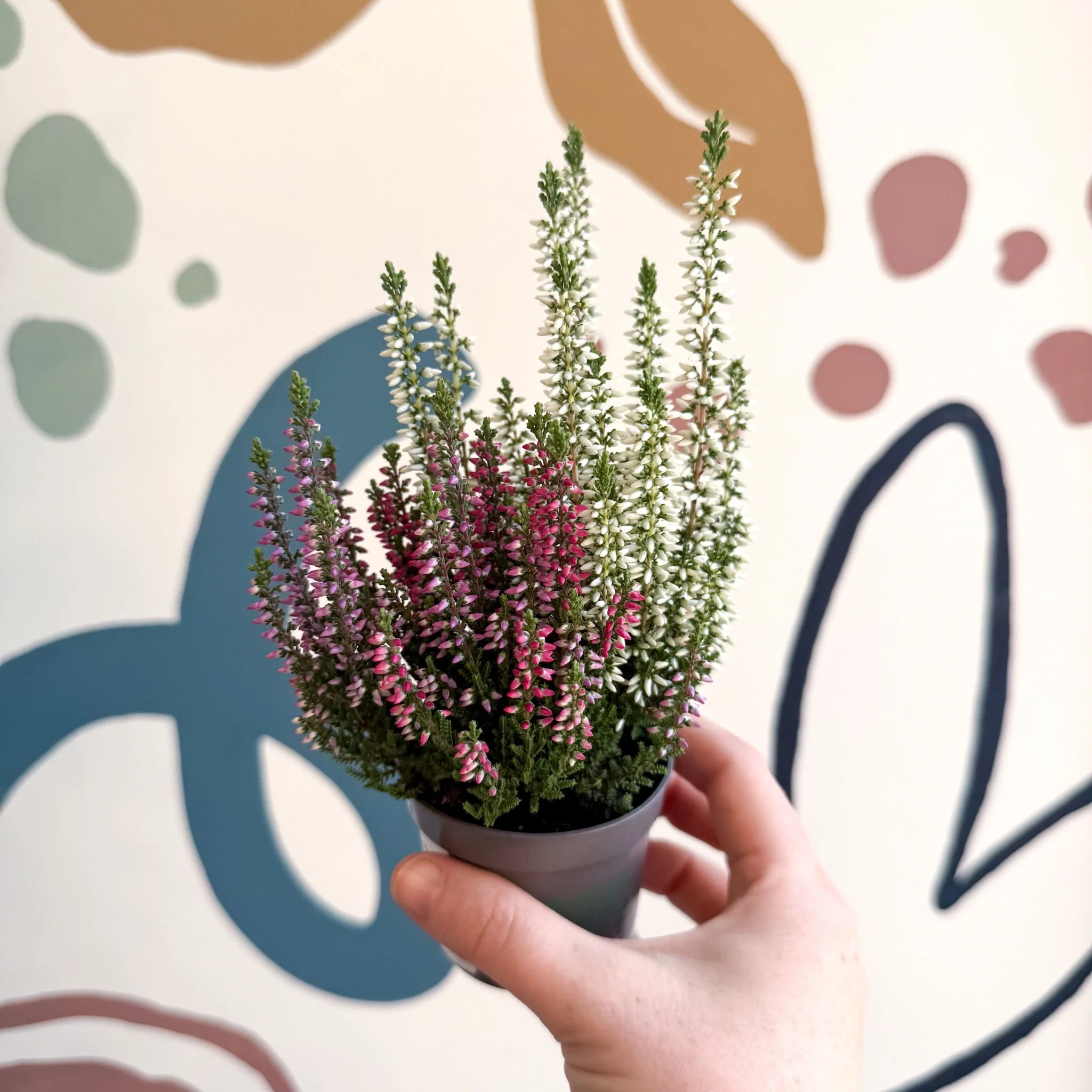 Calluna vulgaris ‘Beauty Ladies® Trio Girl’ - Mixed Heather - Image 22
