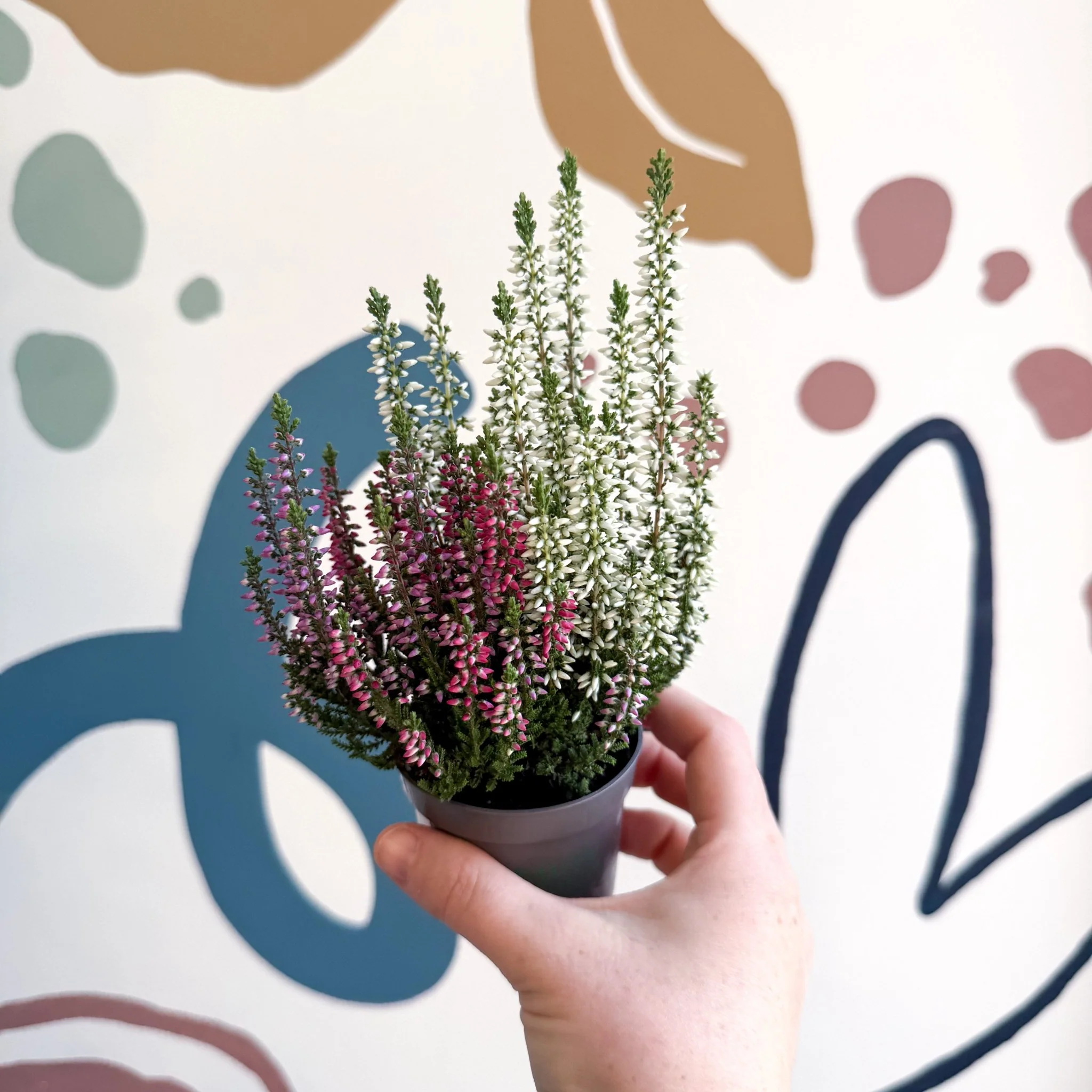 Calluna vulgaris ‘Beauty Ladies® Trio Girl’ - Mixed Heather - Image 23