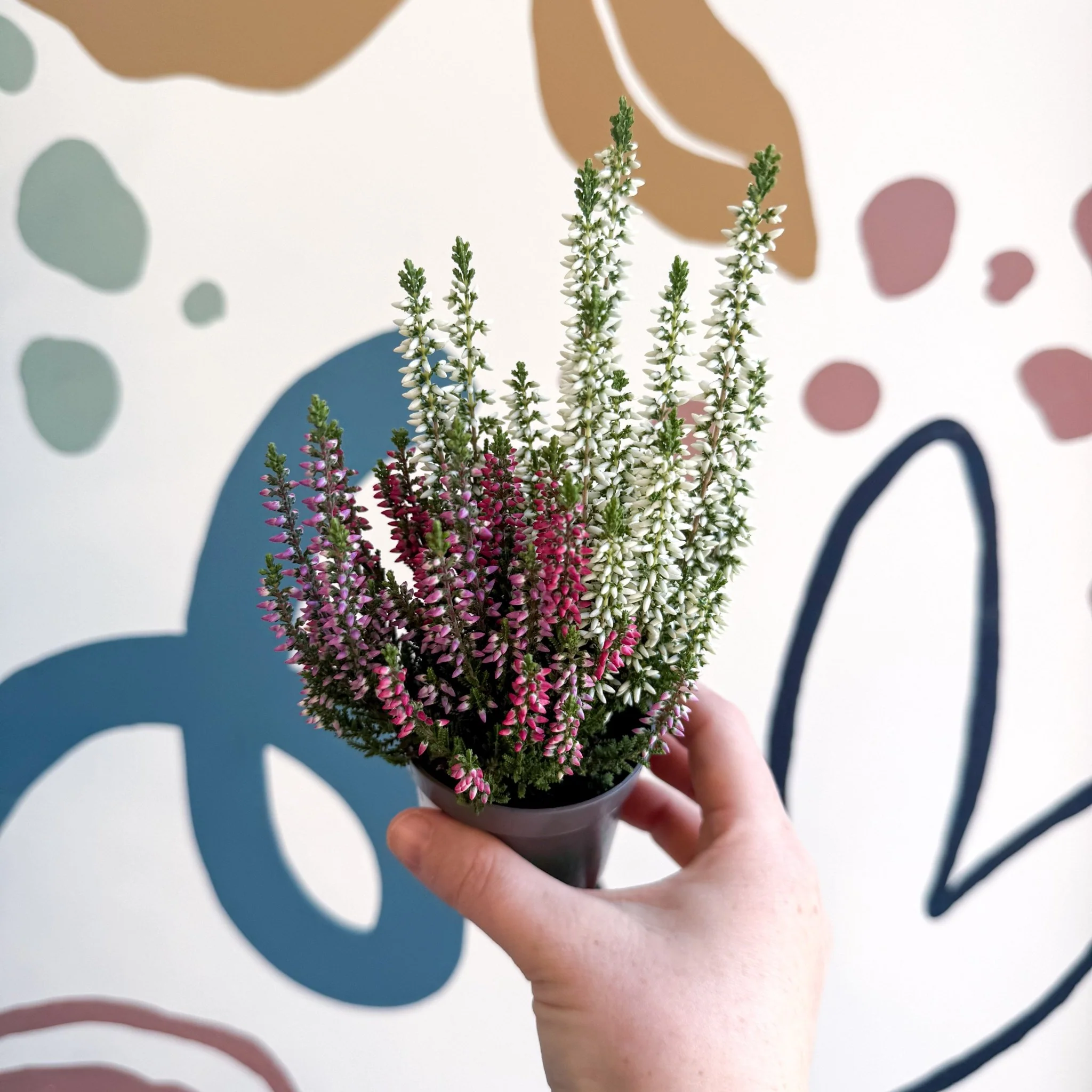 Calluna vulgaris ‘Beauty Ladies® Trio Girl’ - Mixed Heather - Image 24