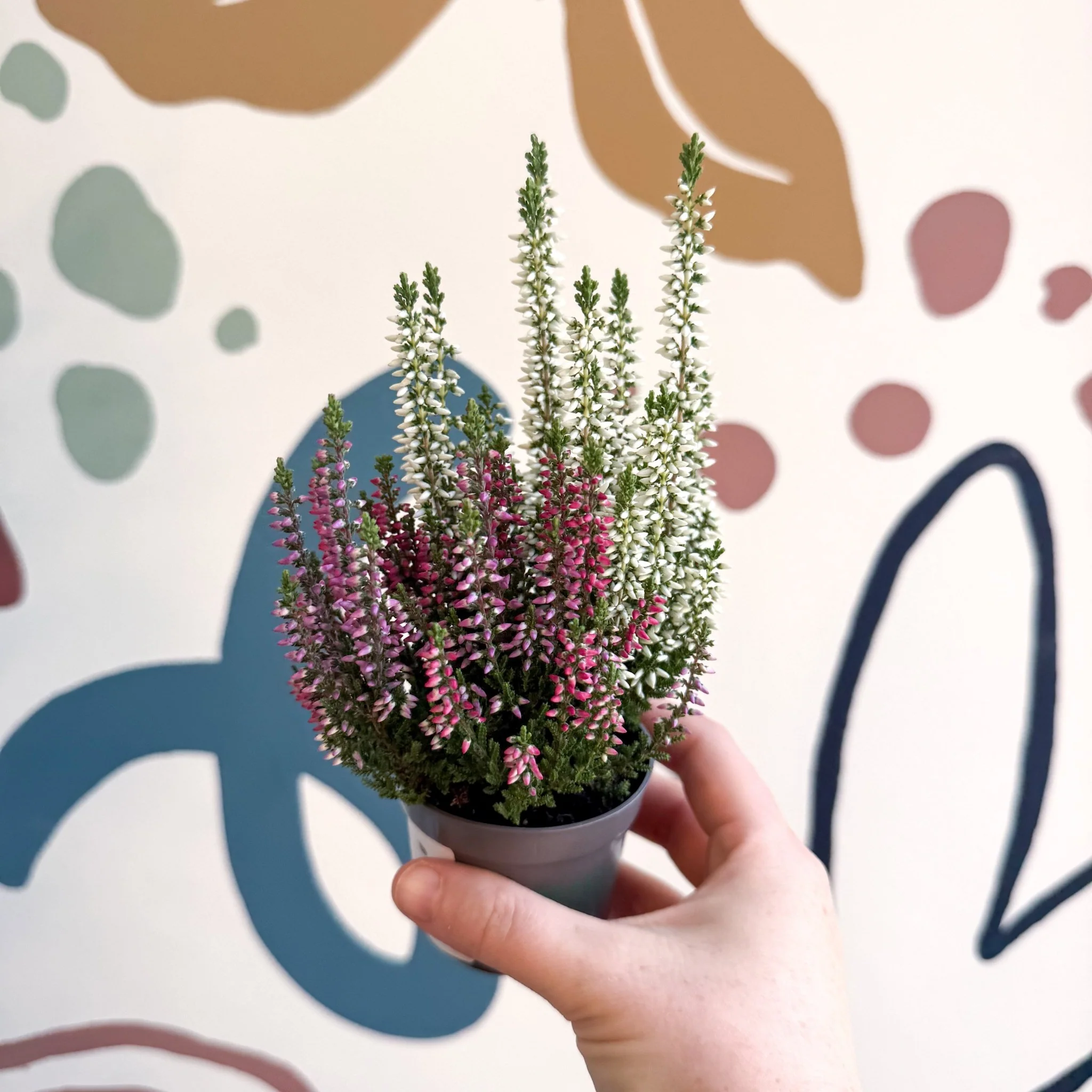 Calluna vulgaris ‘Beauty Ladies® Trio Girl’ - Mixed Heather - Image 3