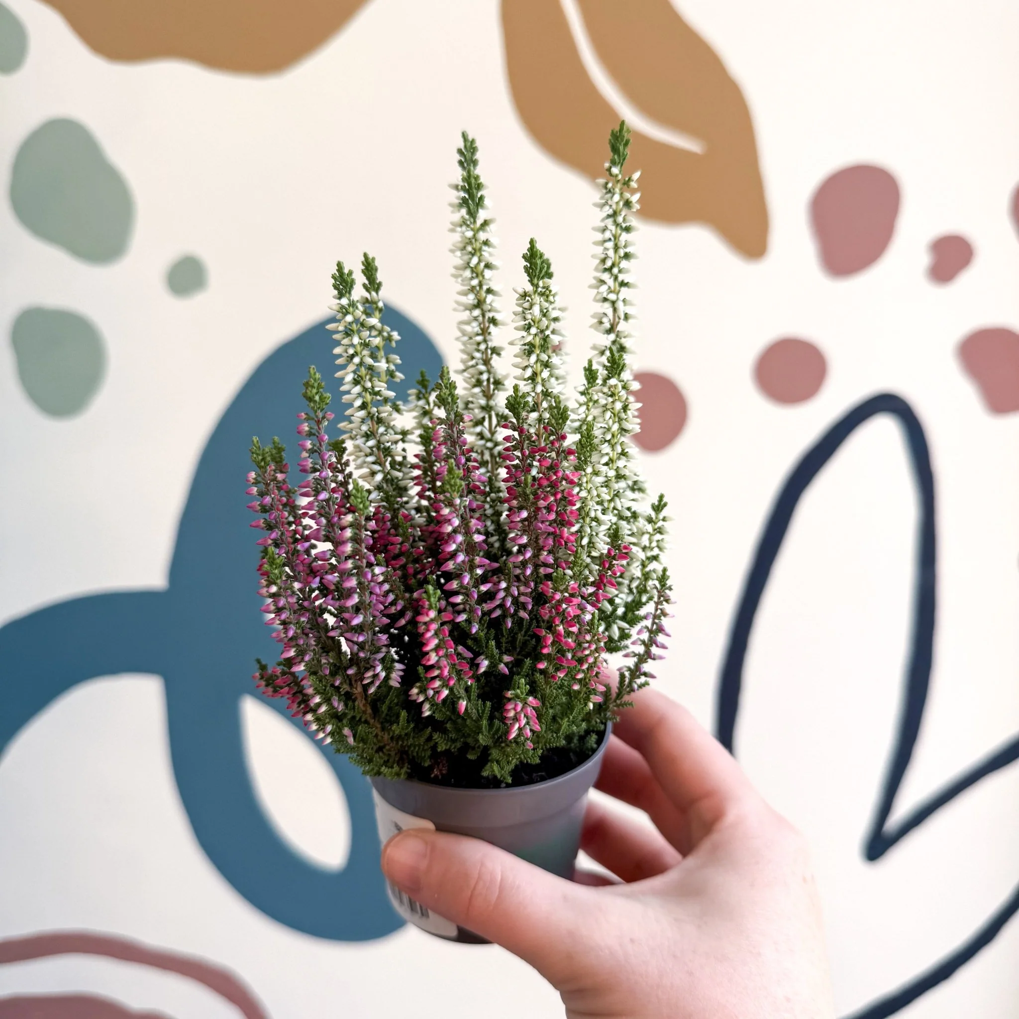 Calluna vulgaris ‘Beauty Ladies® Trio Girl’ - Mixed Heather - Image 4