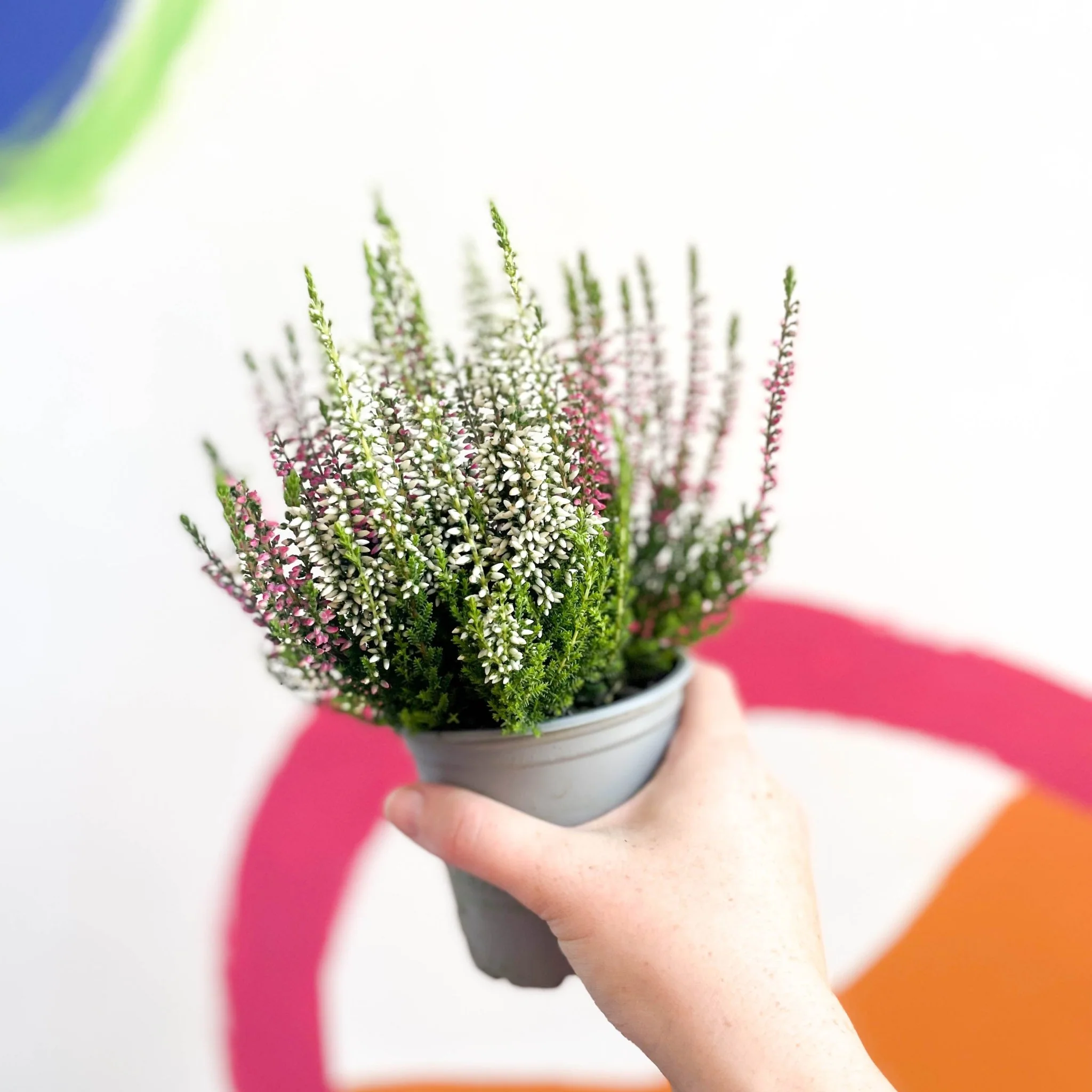 Calluna vulgaris ‘Beauty Ladies® Trio Girl’ - Mixed Heather - Image 5