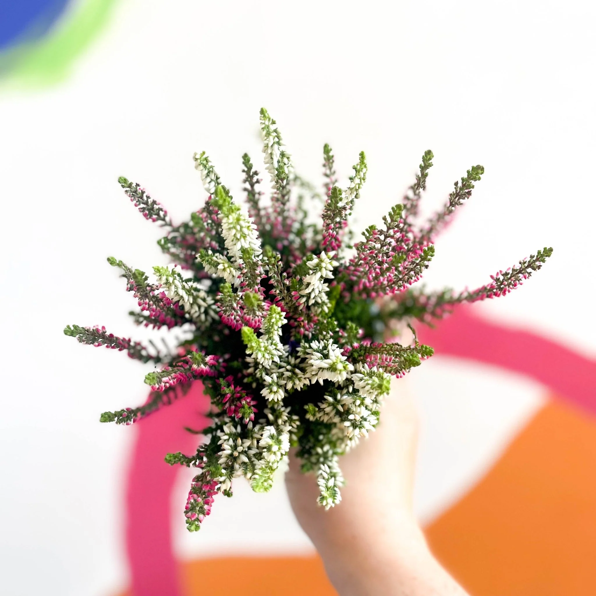 Calluna vulgaris ‘Beauty Ladies® Trio Girl’ - Mixed Heather - Image 6