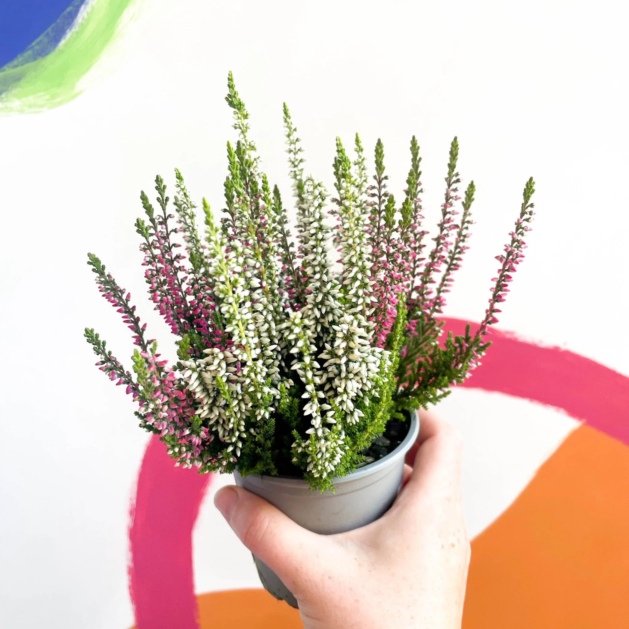 Calluna vulgaris ‘Beauty Ladies® Trio Girl’ - Mixed Heather - Image 7