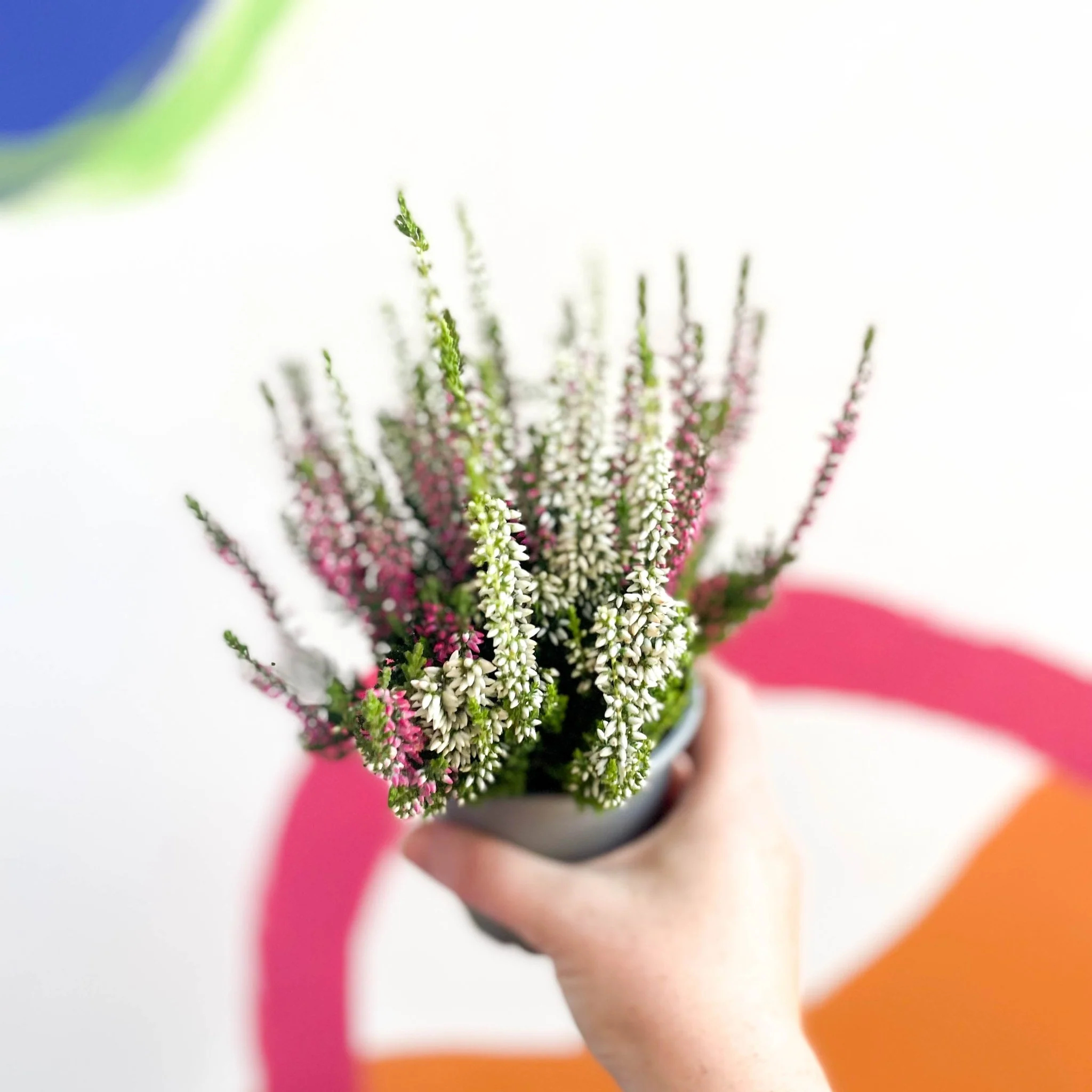 Calluna vulgaris ‘Beauty Ladies® Trio Girl’ - Mixed Heather - Image 8