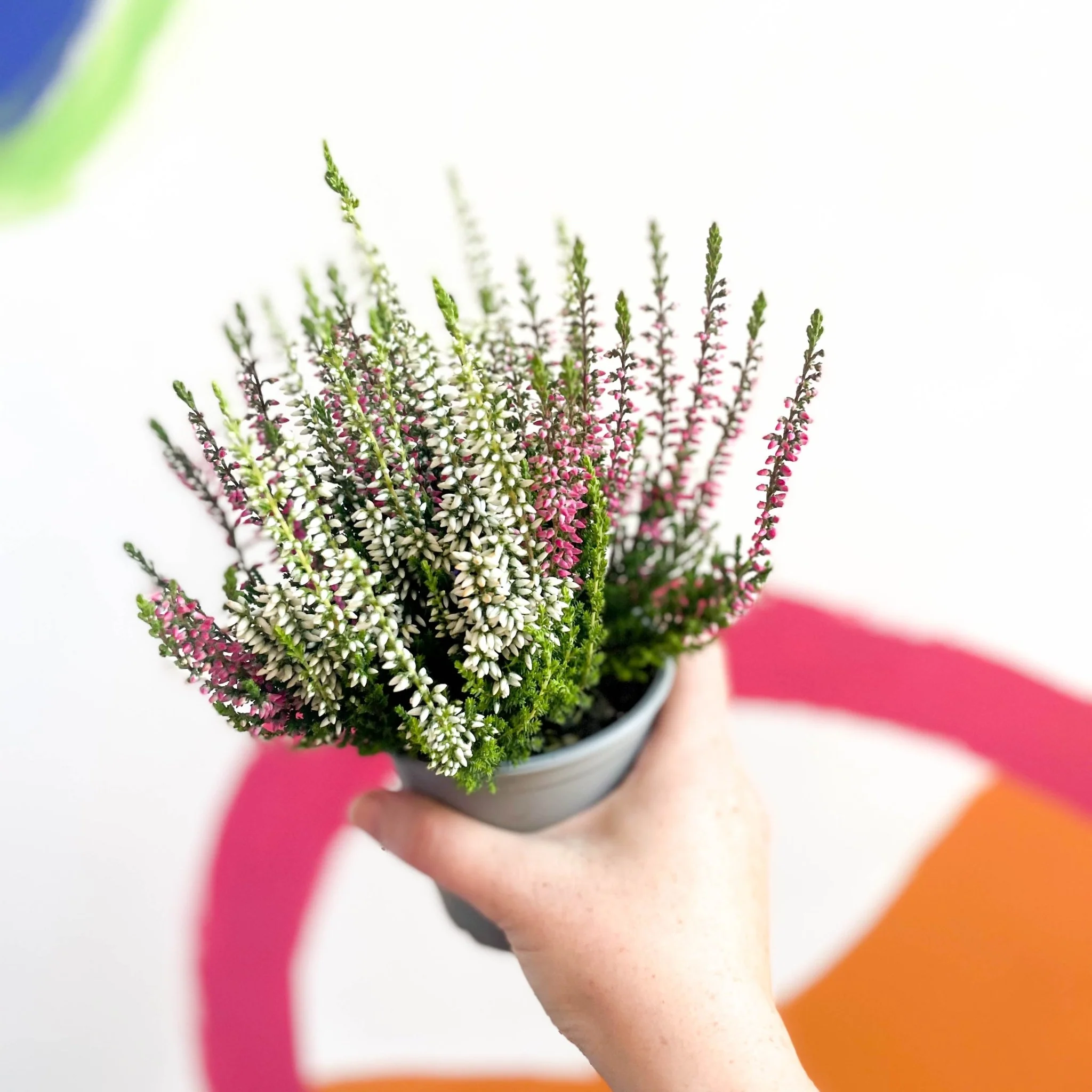 Calluna vulgaris ‘Beauty Ladies® Trio Girl’ - Mixed Heather - Image 9