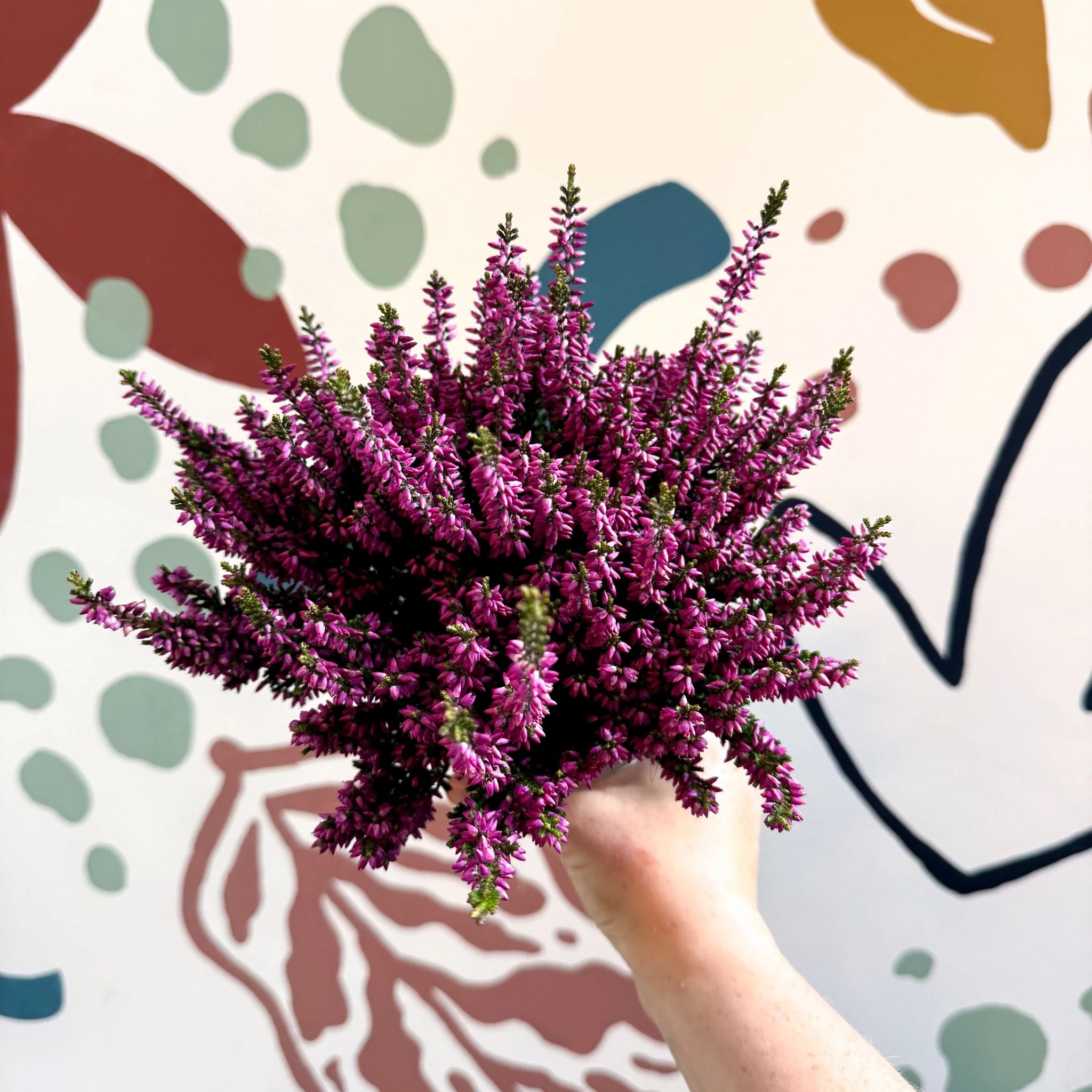 Calluna vulgaris ‘Beauty Ladies® Lila’ – Lilac Heather