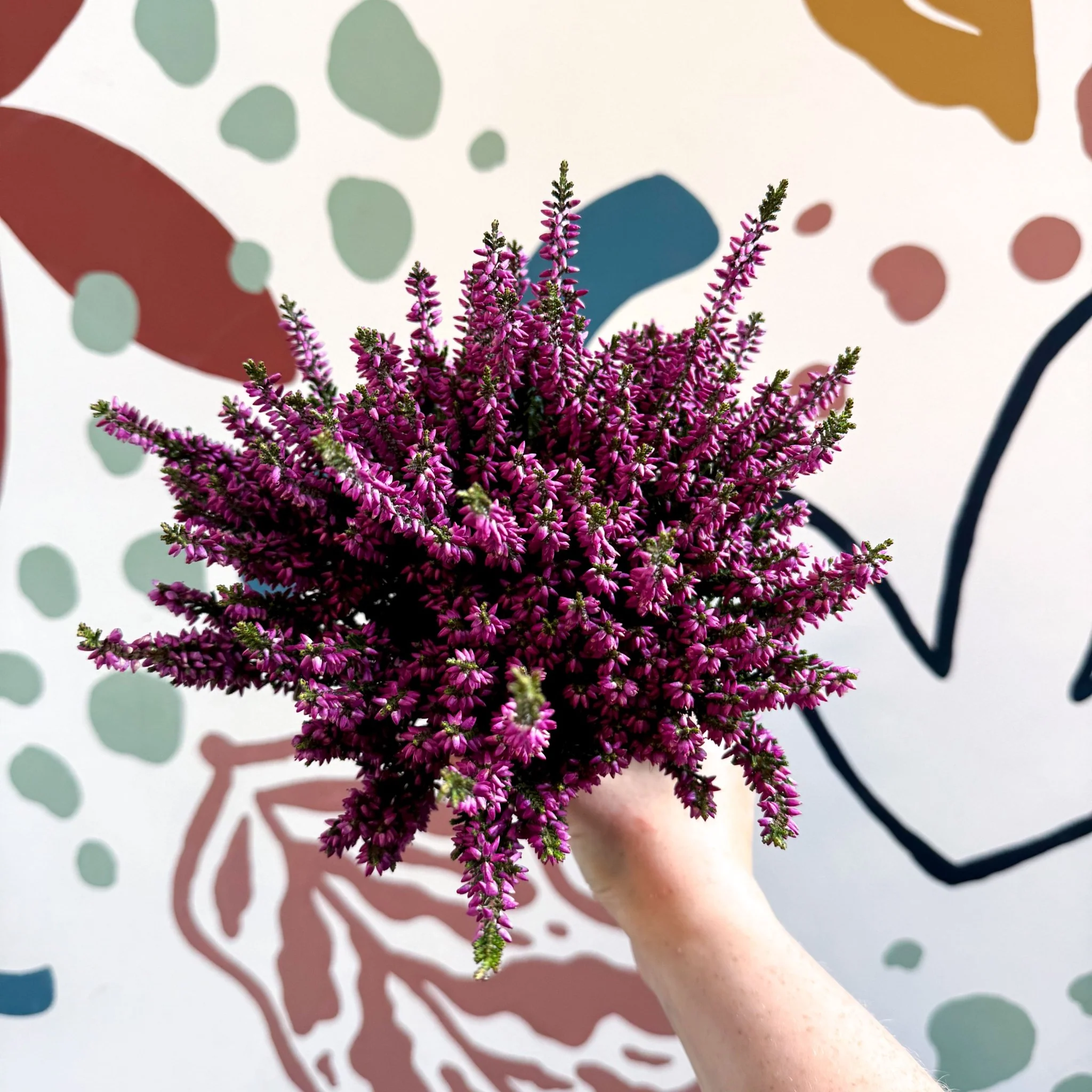 Calluna vulgaris ‘Beauty Ladies® Lila’ – Lilac Heather - Image 2