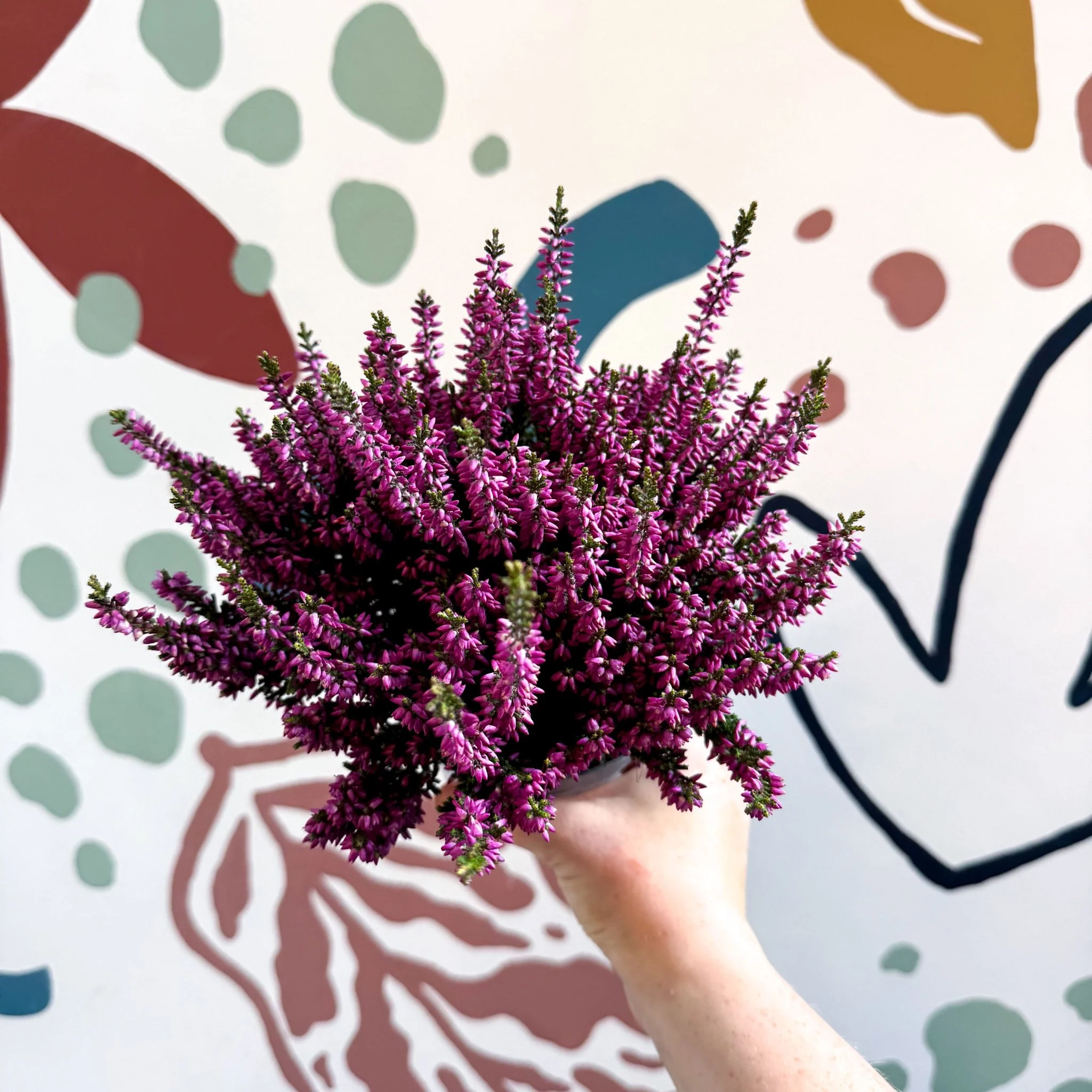 Calluna vulgaris ‘Beauty Ladies® Lila’ – Lilac Heather - Image 3