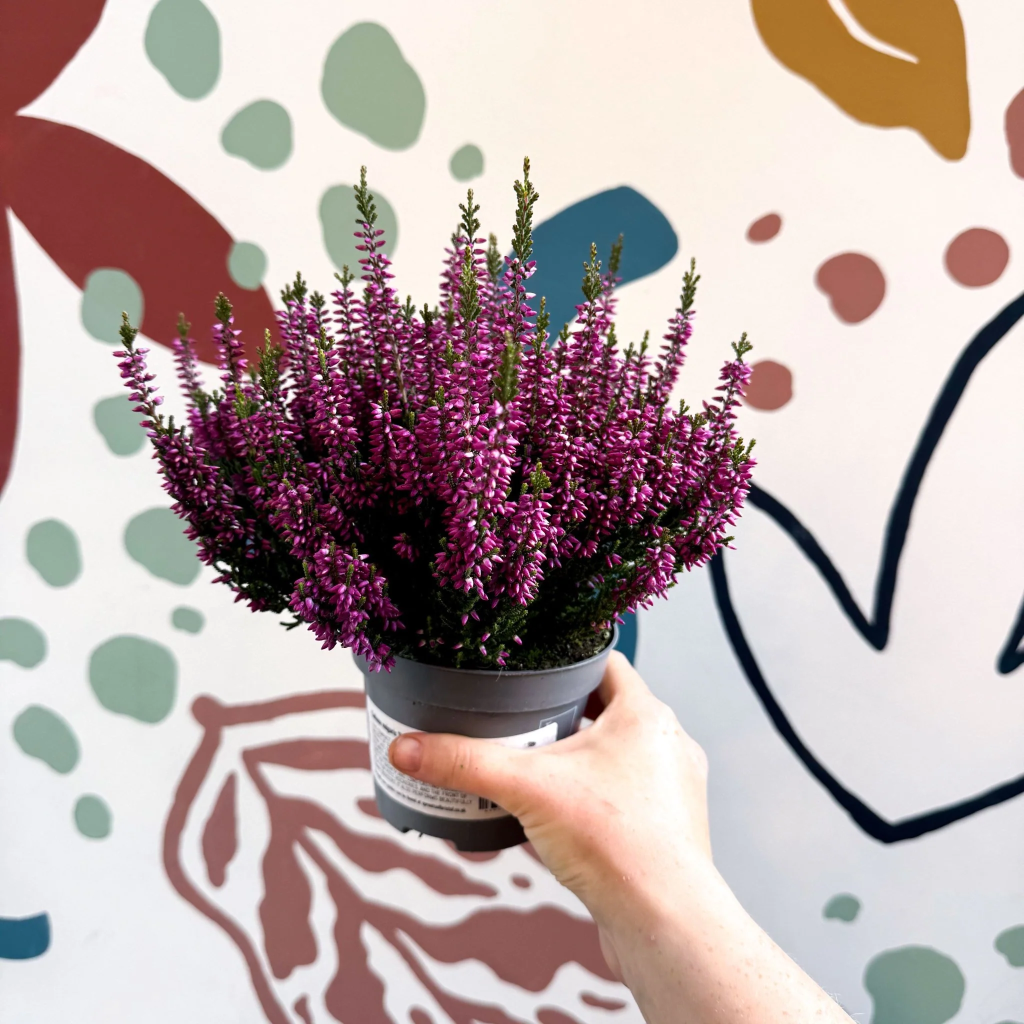 Calluna vulgaris ‘Beauty Ladies® Lila’ – Lilac Heather - Image 4