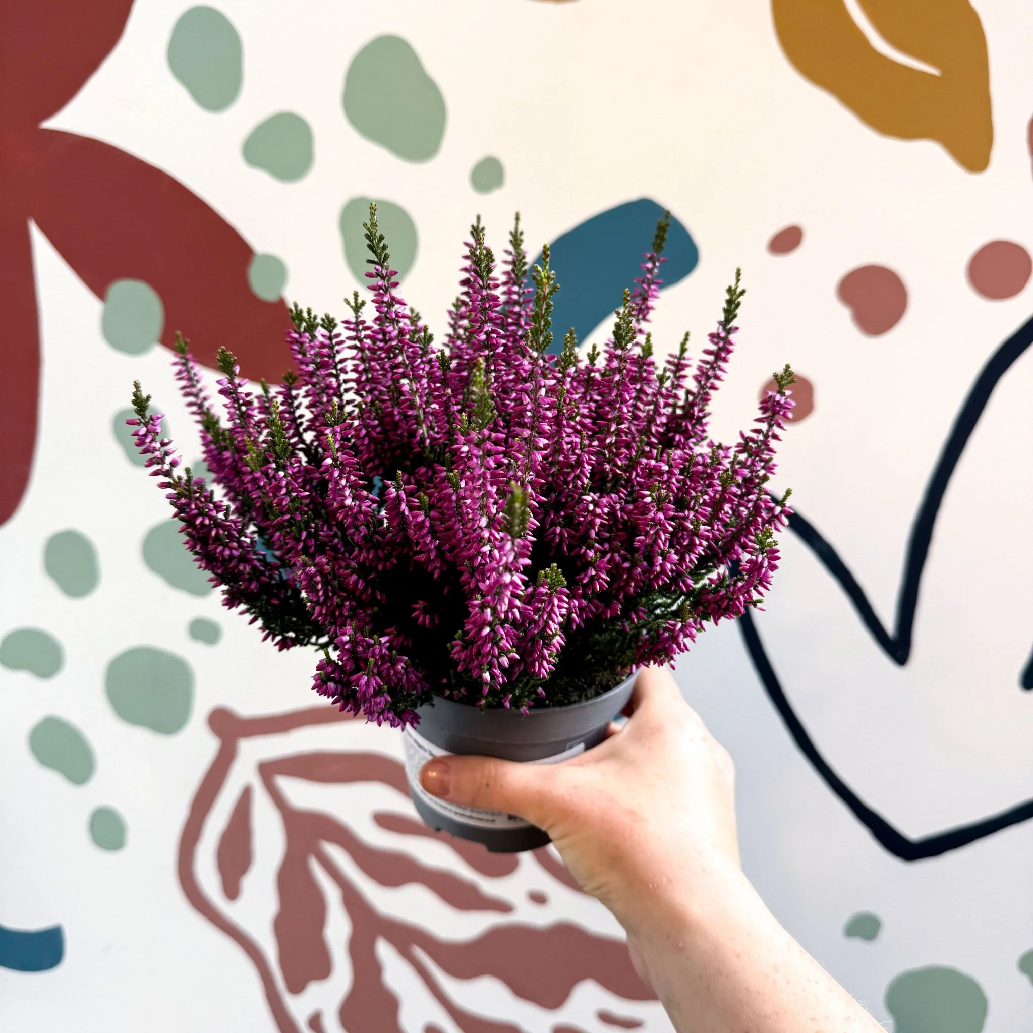 Calluna vulgaris ‘Beauty Ladies® Lila’ – Lilac Heather - Image 5