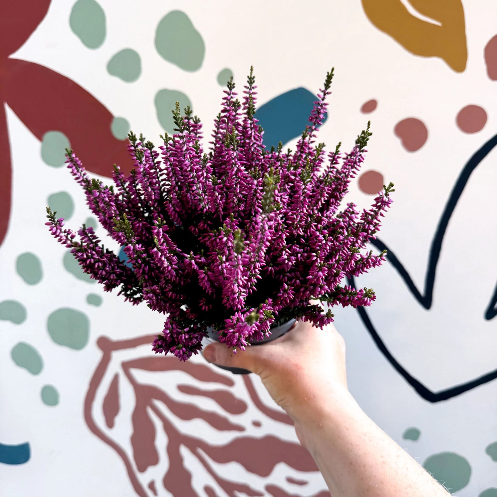 Calluna vulgaris ‘Beauty Ladies® Lila’ – Lilac Heather - Image 6