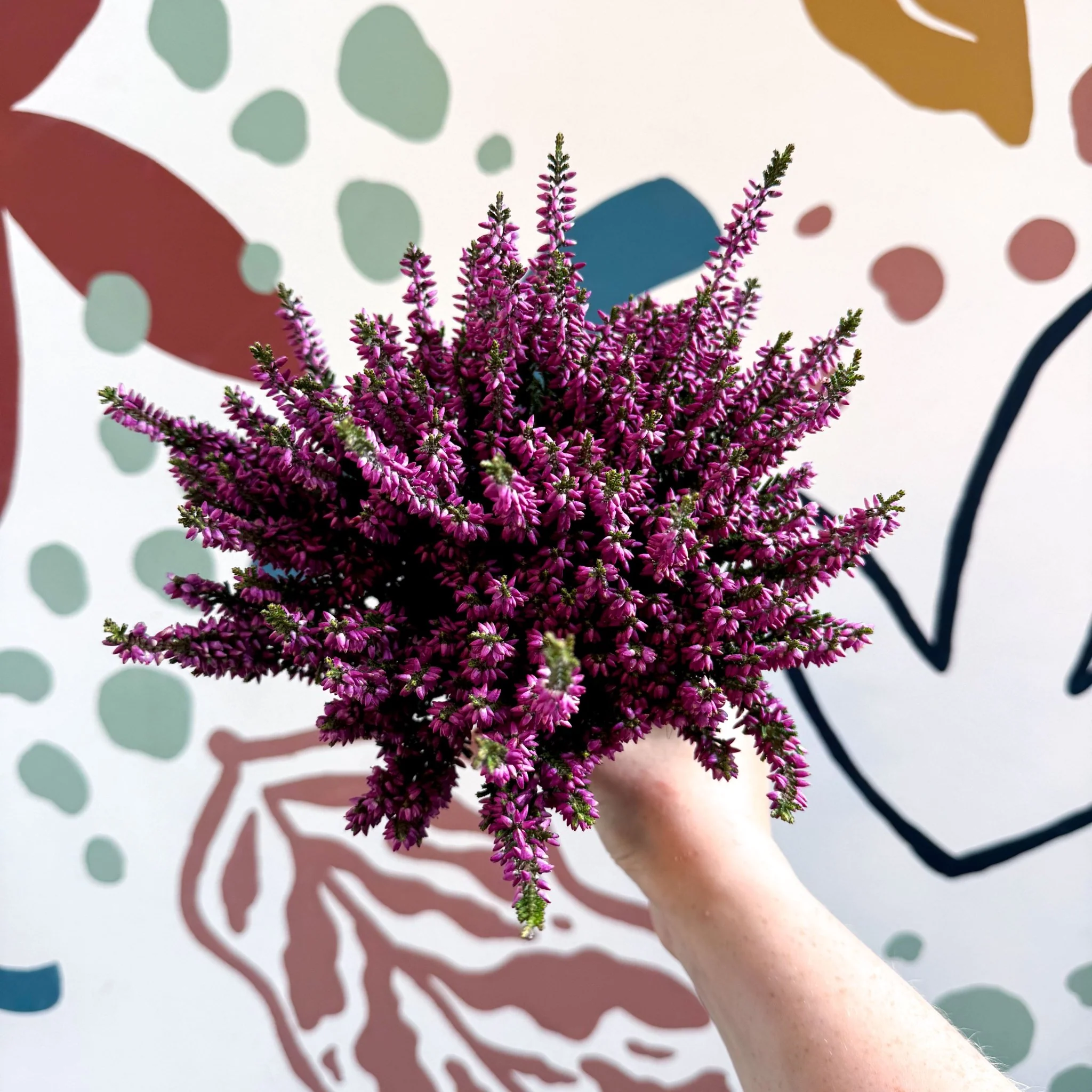 Calluna vulgaris ‘Beauty Ladies® Lila’ – Lilac Heather - Image 7