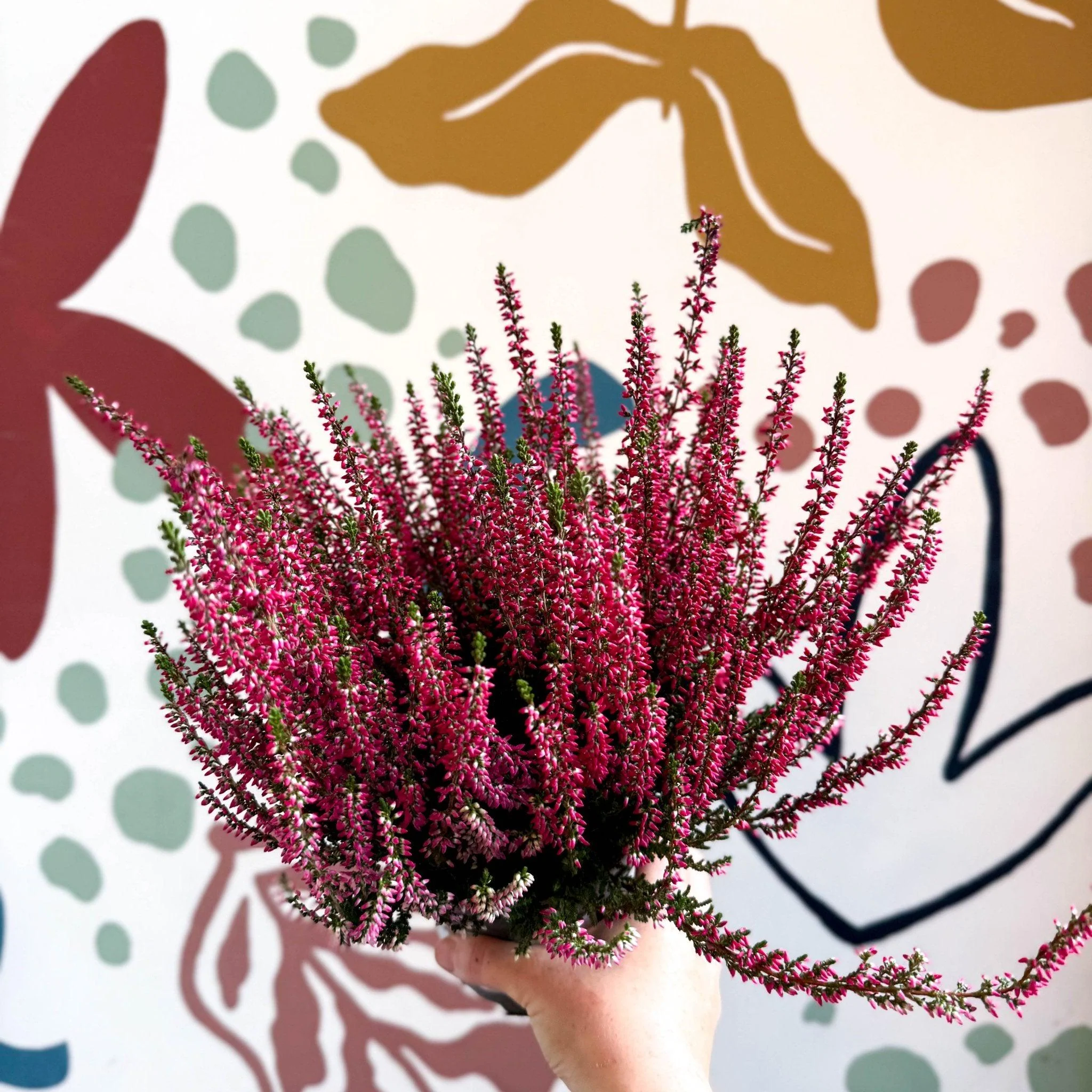 Calluna vulgaris 'Beauty Ladies® Rood' – Red Heather - Image 10
