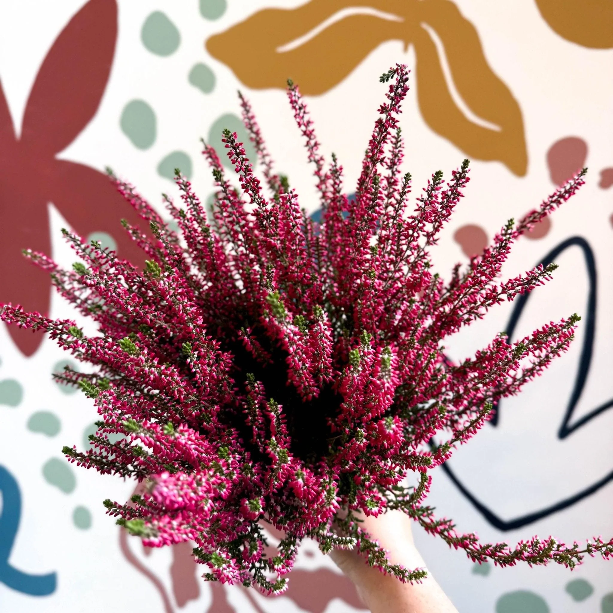 Calluna vulgaris 'Beauty Ladies® Rood' – Red Heather - Image 2