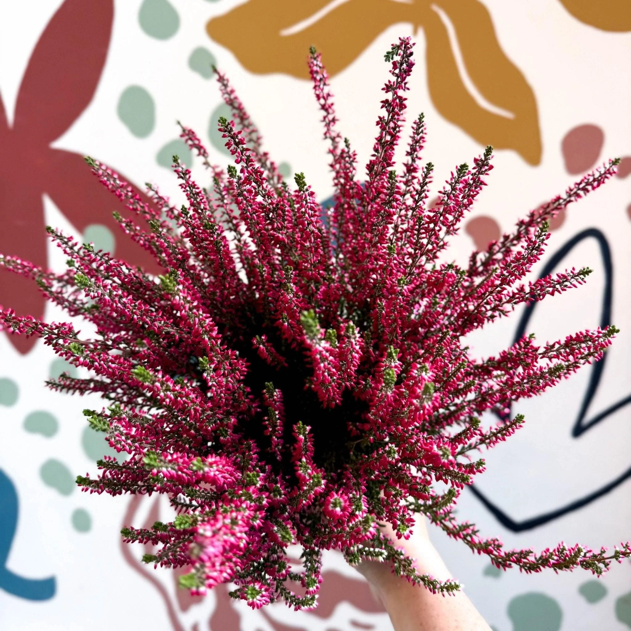 Calluna vulgaris 'Beauty Ladies® Rood' – Red Heather - Image 3