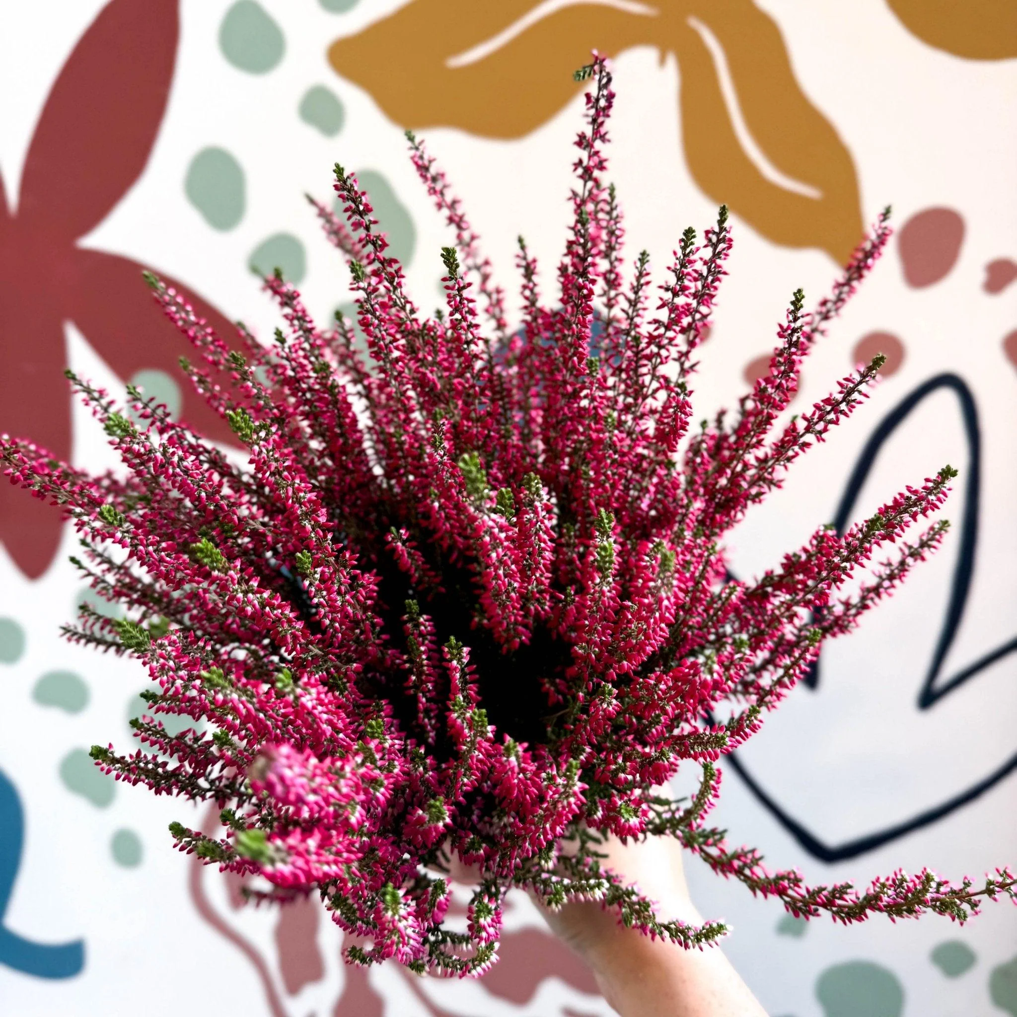 Calluna vulgaris 'Beauty Ladies® Rood' – Red Heather - Image 4