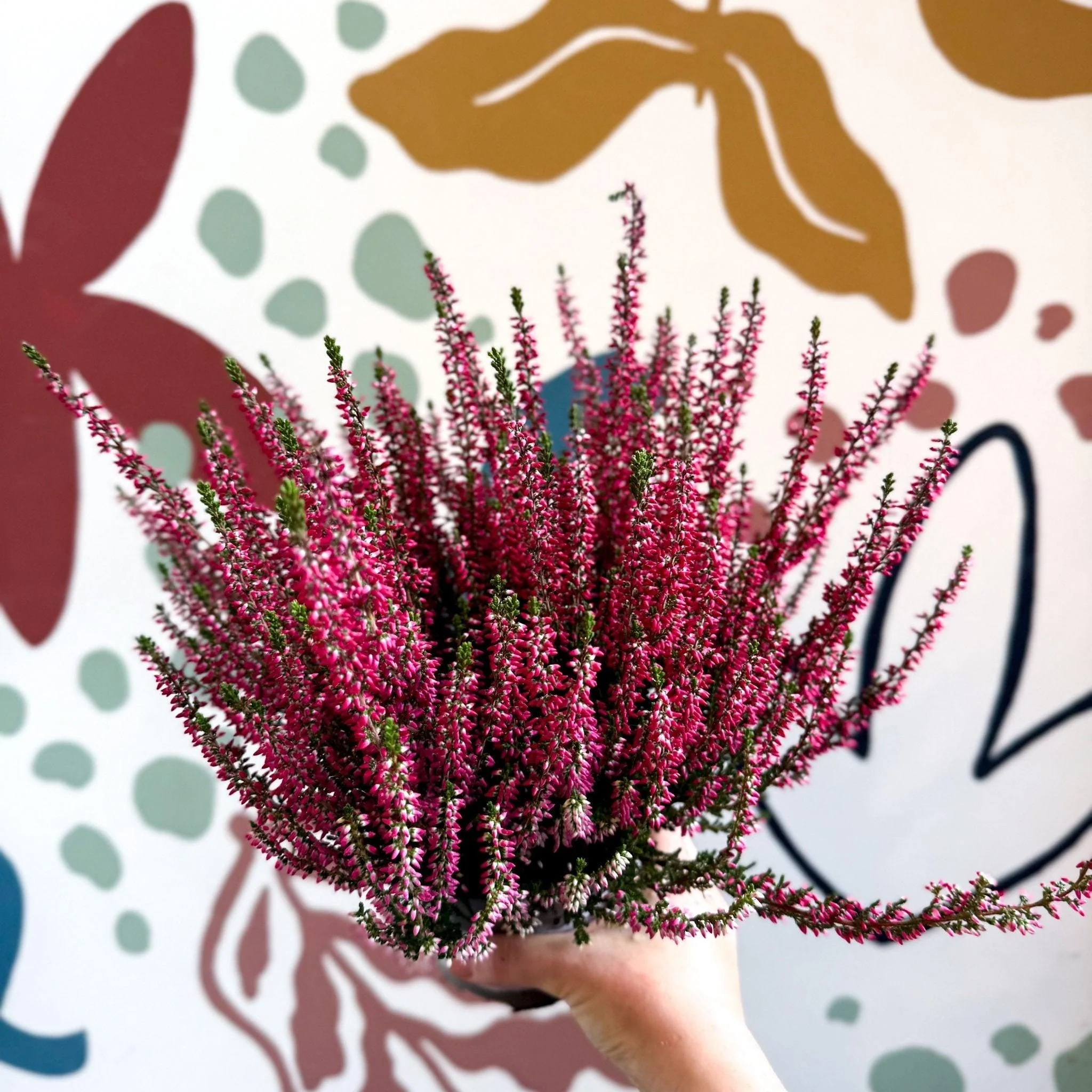 Calluna vulgaris 'Beauty Ladies® Rood' – Red Heather - Image 5