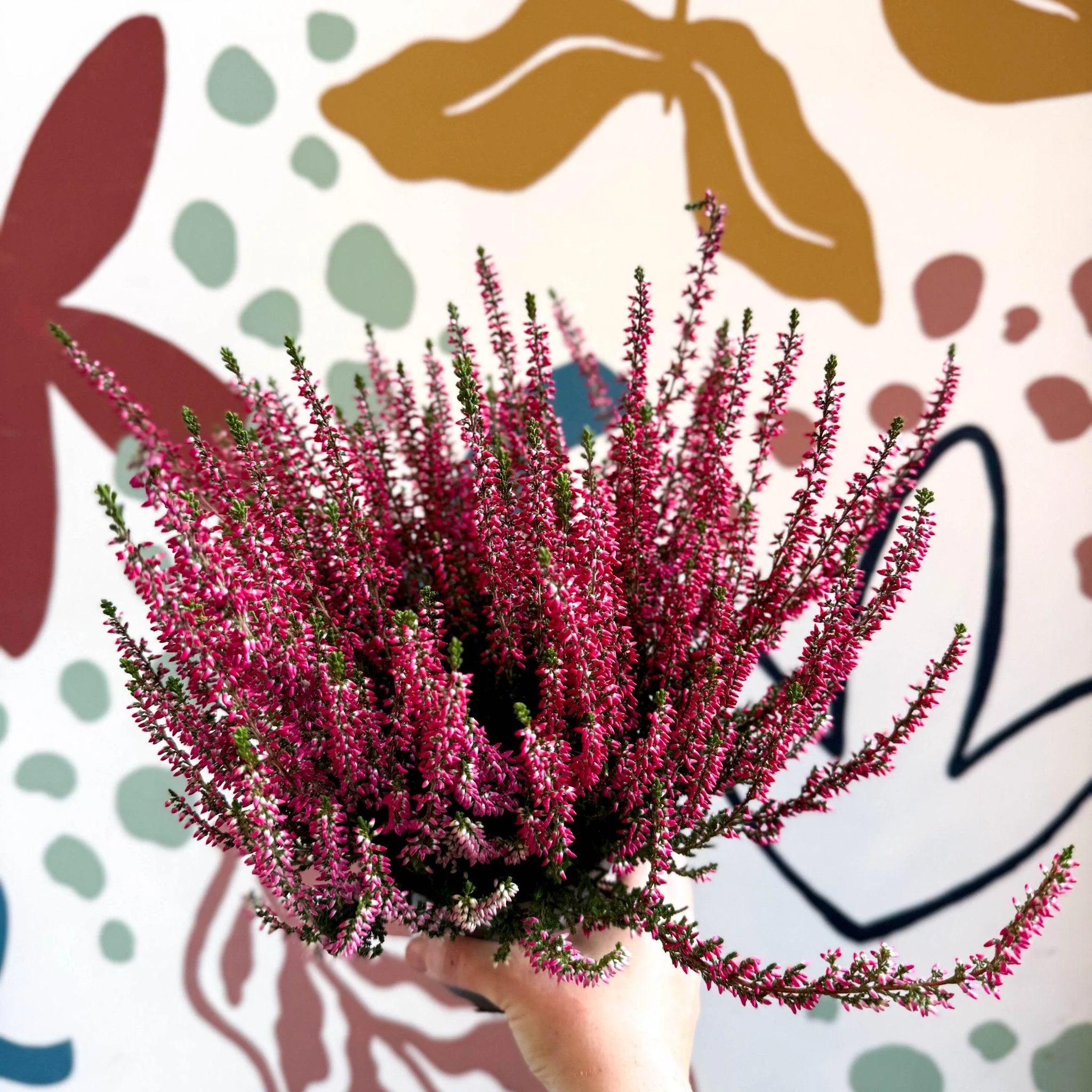 Calluna vulgaris 'Beauty Ladies® Rood' – Red Heather - Image 6