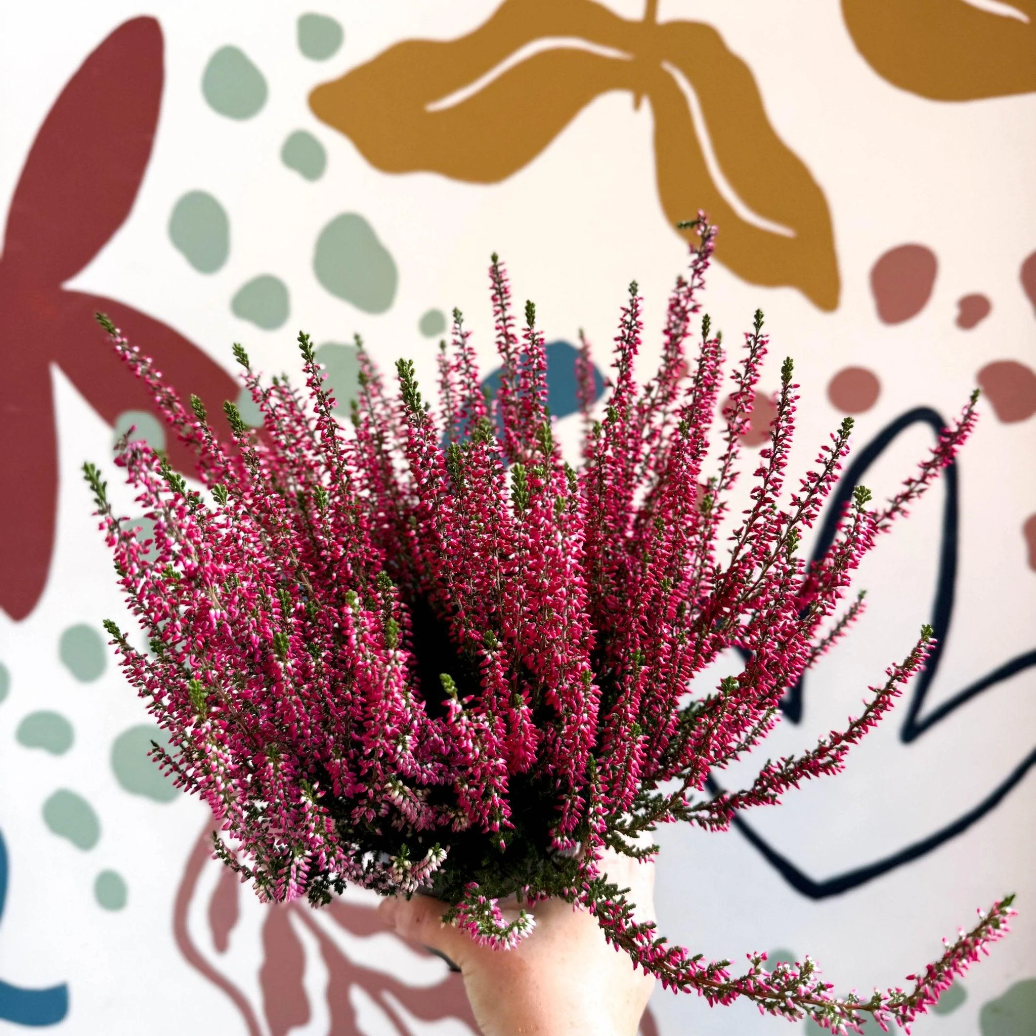 Calluna vulgaris 'Beauty Ladies® Rood' – Red Heather - Image 7