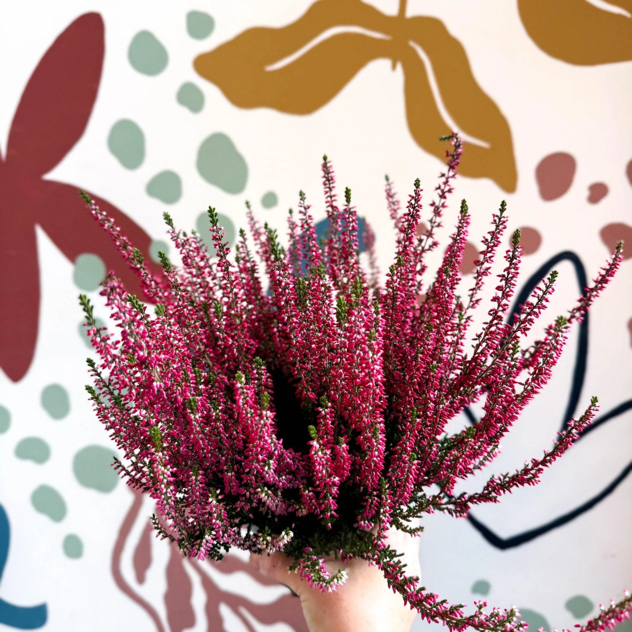 Calluna vulgaris 'Beauty Ladies® Rood' – Red Heather - Image 8