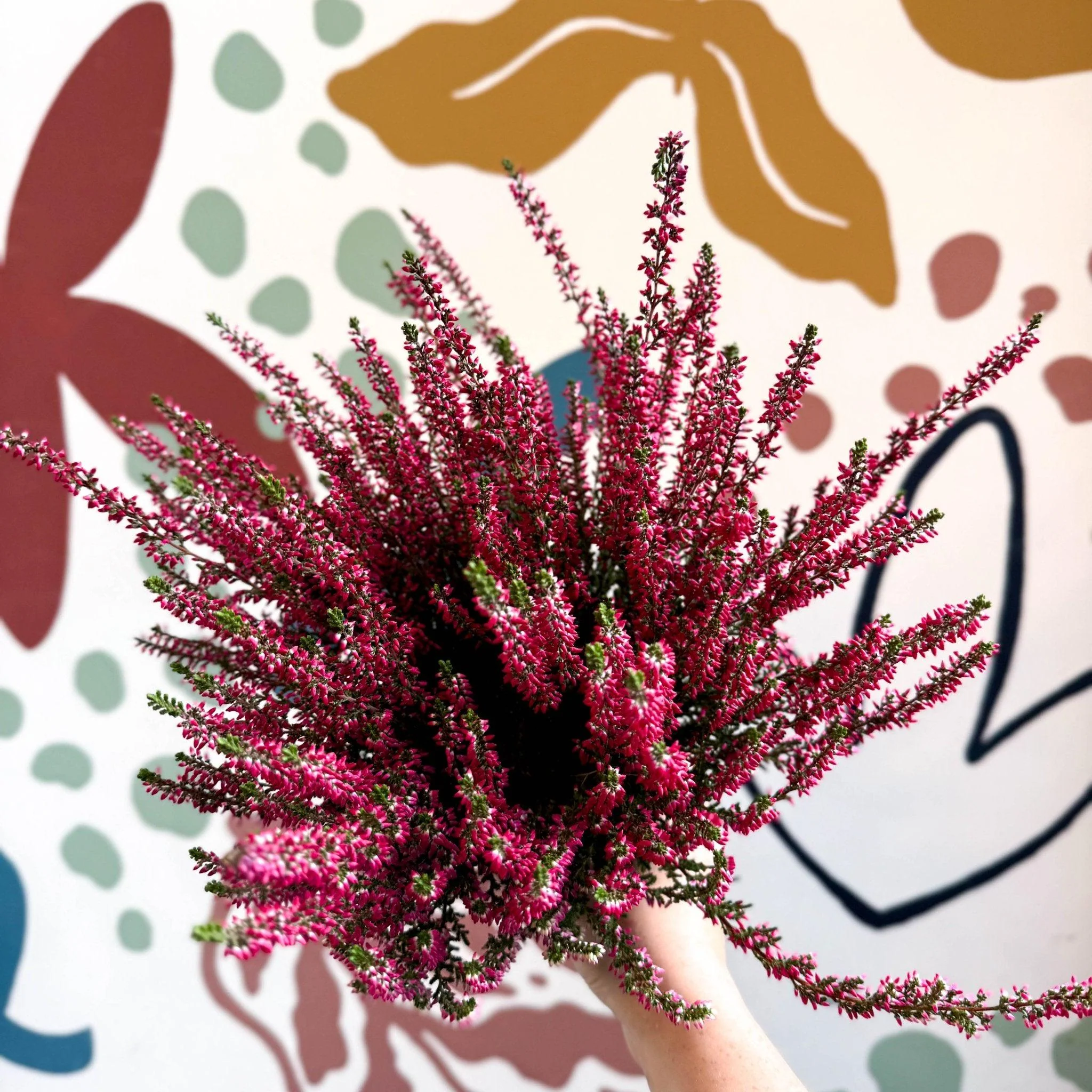Calluna vulgaris 'Beauty Ladies® Rood' – Red Heather - Image 9
