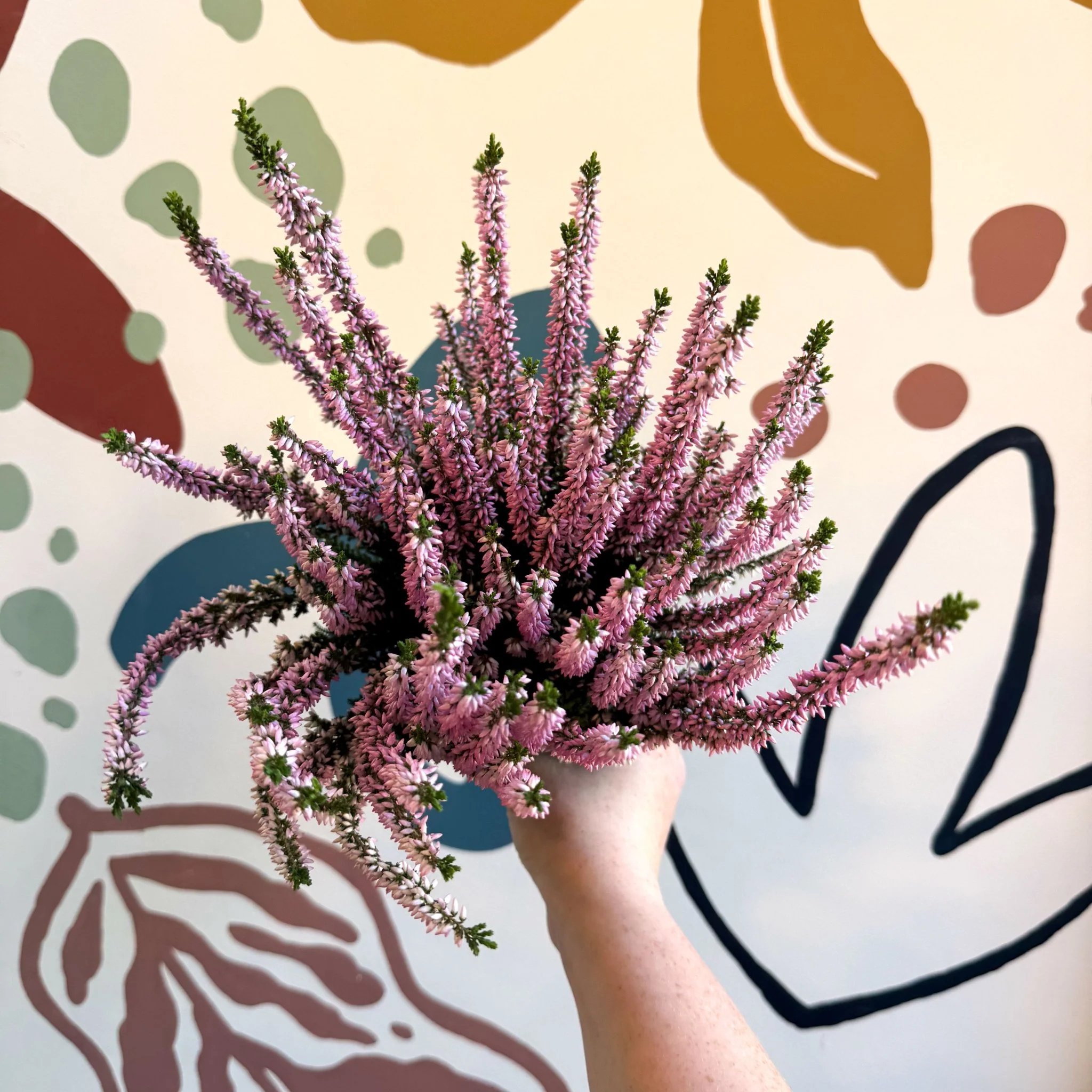 Calluna vulgaris ‘Beauty Ladies® Roze’ – Pink Heather