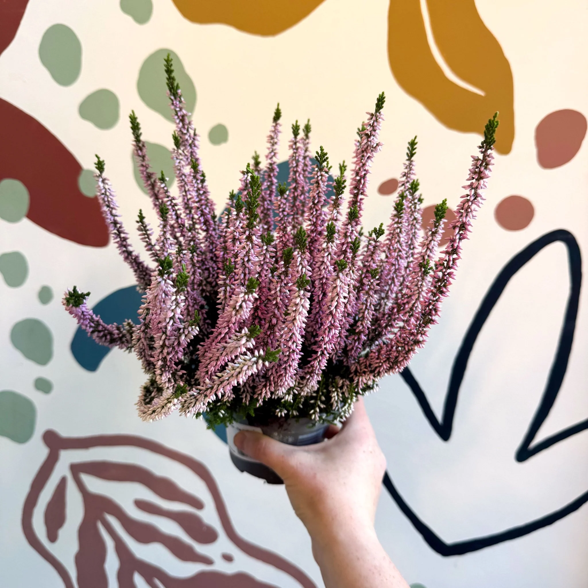 Calluna vulgaris ‘Beauty Ladies® Roze’ – Pink Heather - Image 2