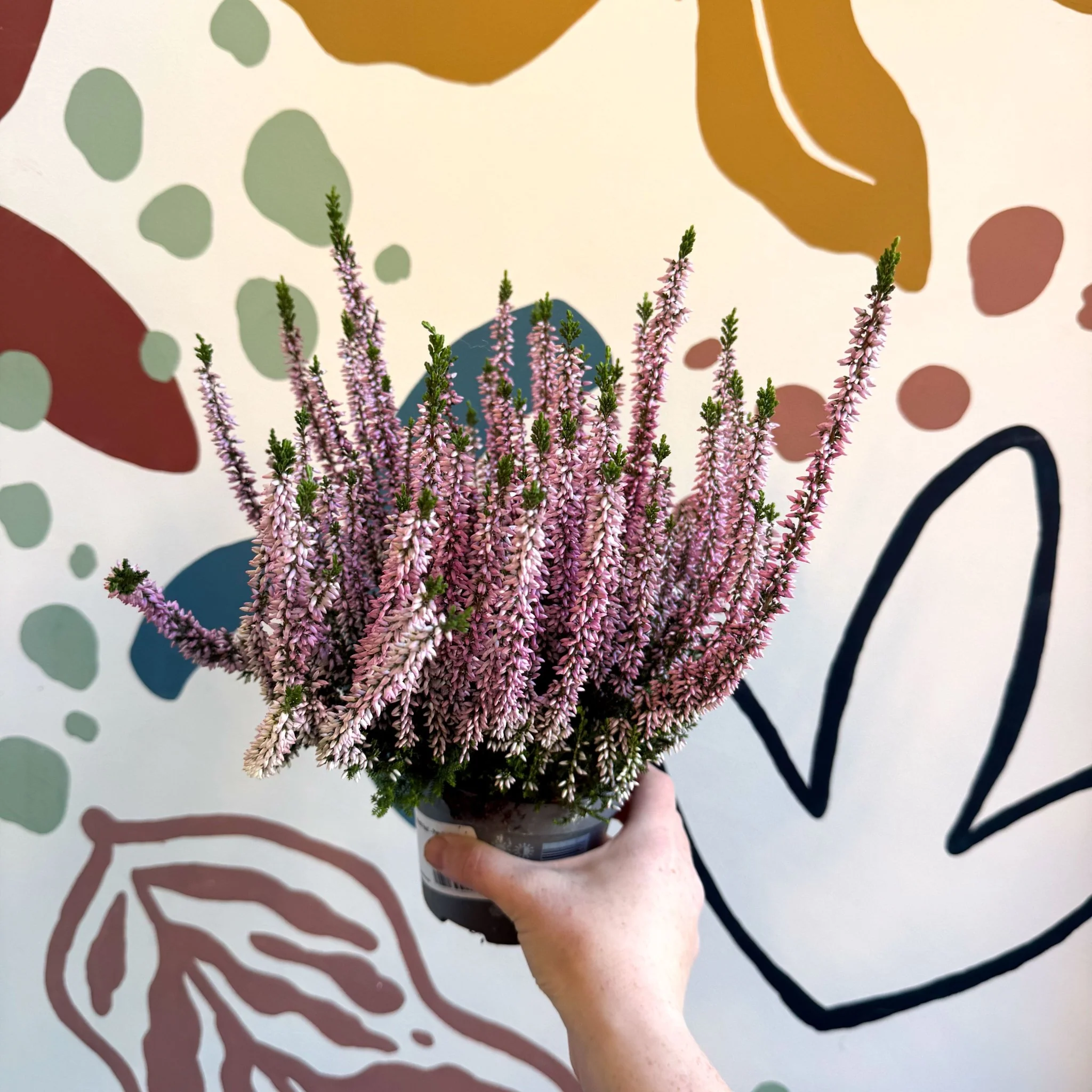 Calluna vulgaris ‘Beauty Ladies® Roze’ – Pink Heather - Image 3